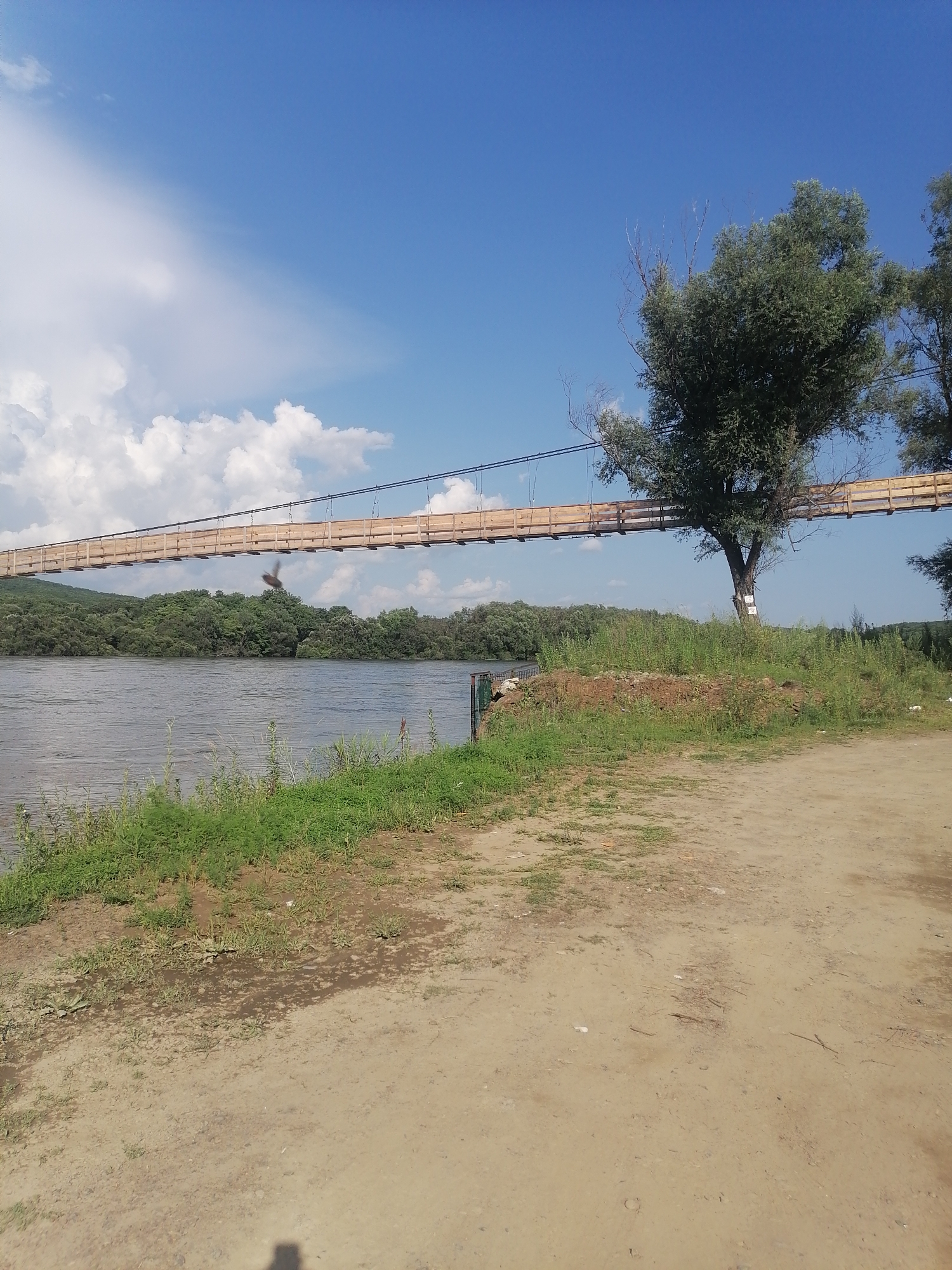 This image depicts a landscape scene with a suspension bridge over a body of water. The bridge, constructed with wooden planks and cables, spans the width of the frame horizontally. The water is calm and reflects the blue sky and surrounding greenery. On the far bank, a dense forest of trees creates a dark green backdrop. In the foreground, a dirt path leads towards the water, with patches of grass and some debris scattered along its edge. A single tree stands prominently near the right side of the bridge, with a sign attached to its trunk. The sky is a vibrant blue, dotted with fluffy white clouds. There are no people visible in the image. The overall impression is a serene, natural setting. The location in Novopokrovka, Russia, is not explicitly indicated by any visible landmarks or text within the image itself.