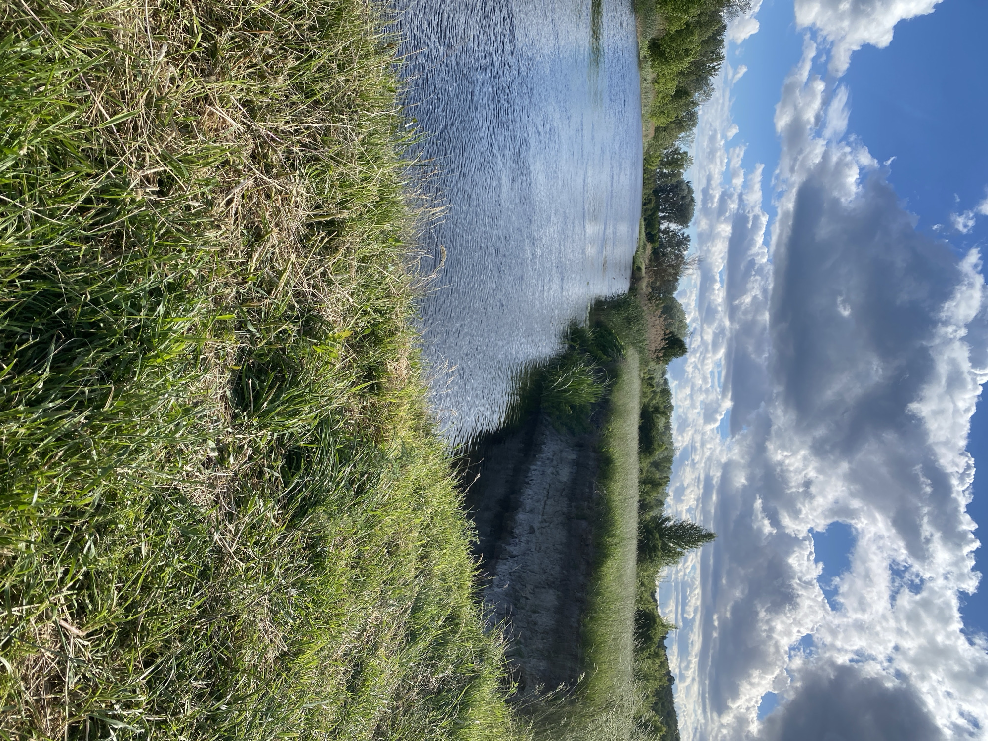 The image presents a body of water, likely a river or canal, bordered by grassy banks. The grass is a mix of green and dry, indicating varying stages of growth. On the opposite side of the water, there is denser vegetation and trees. The sky is visible, featuring white, puffy clouds against a blue backdrop. The photograph is taken in a landscape setting, without clear indications of human presence or urban structures. While the specific location is stated as Ustyvytsia, Ukraine, no elements specifically identifying the image to that location are visible.
