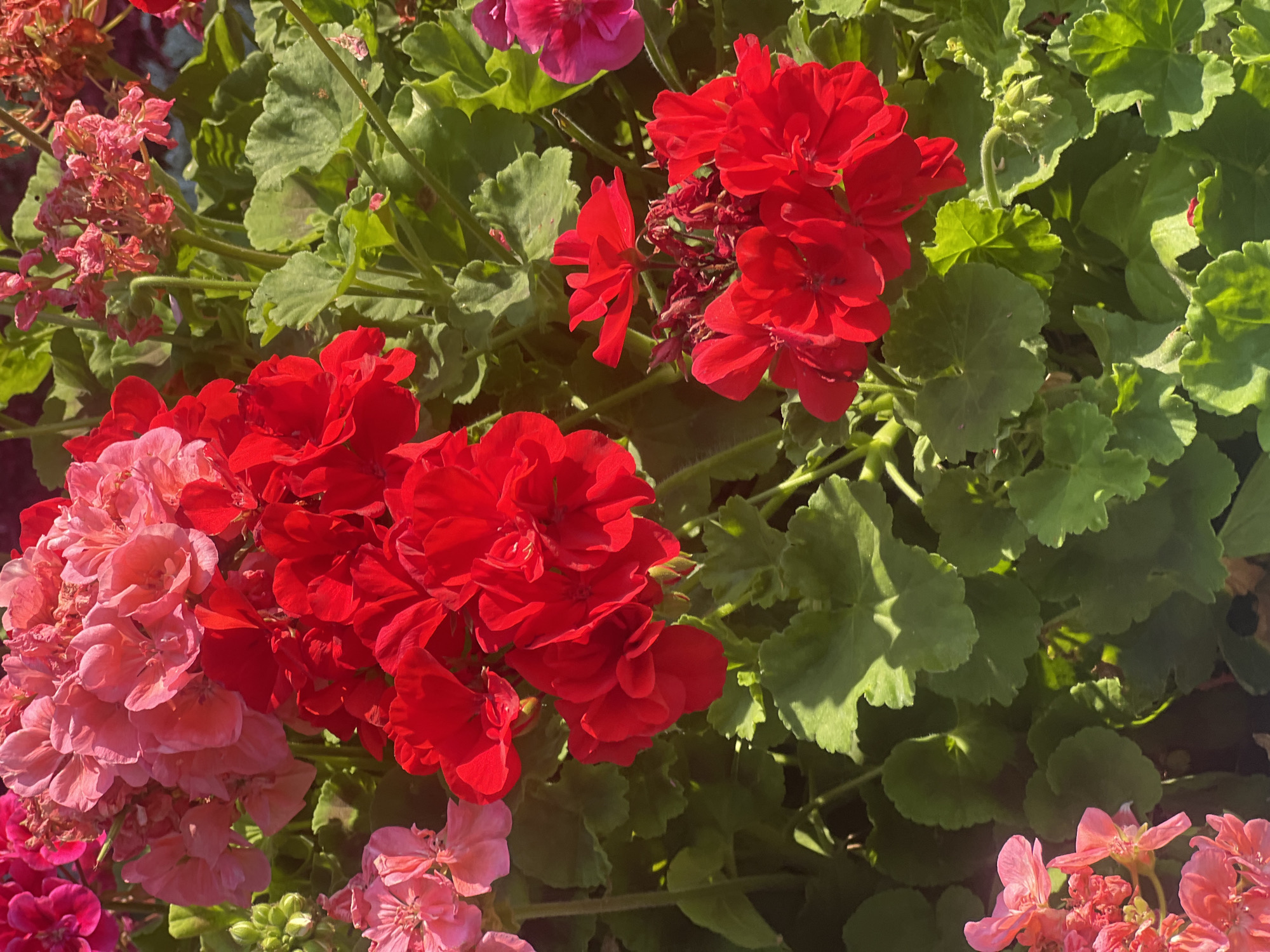 This is a close-up, eye-level, vertical shot of bright red and pink geranium flowers in full bloom, interspersed with lush green foliage. The flowers are clustered tightly together, with some appearing slightly wilted. The lighting suggests it is daytime, casting shadows that highlight the textures of the petals and leaves. The scene is devoid of people or any indication of a specific location within Iași, Romania, beyond being a floral display.