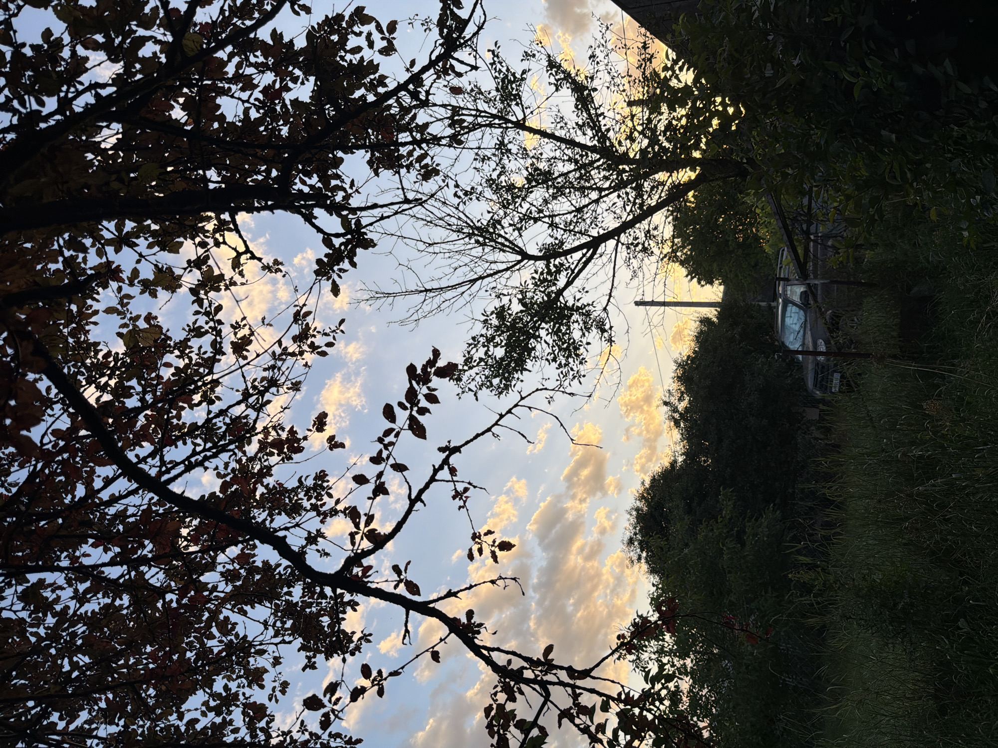 The image depicts a view looking upwards towards a sky filled with fluffy clouds illuminated by the warm glow of sunset. Silhouetted branches and leaves of trees frame the sky in the foreground and right side of the frame. The overall scene suggests an outdoor setting, possibly a park or a rural area. In the background, partially obscured by foliage, a dark-colored car is visible, hinting at a road or a parking area nearby. The light suggests it is late afternoon or early evening. The mood is serene and natural, with a focus on the interplay of light and shadow. No visible text is present in the image. The location context provided is Leningradskaya, Russia.