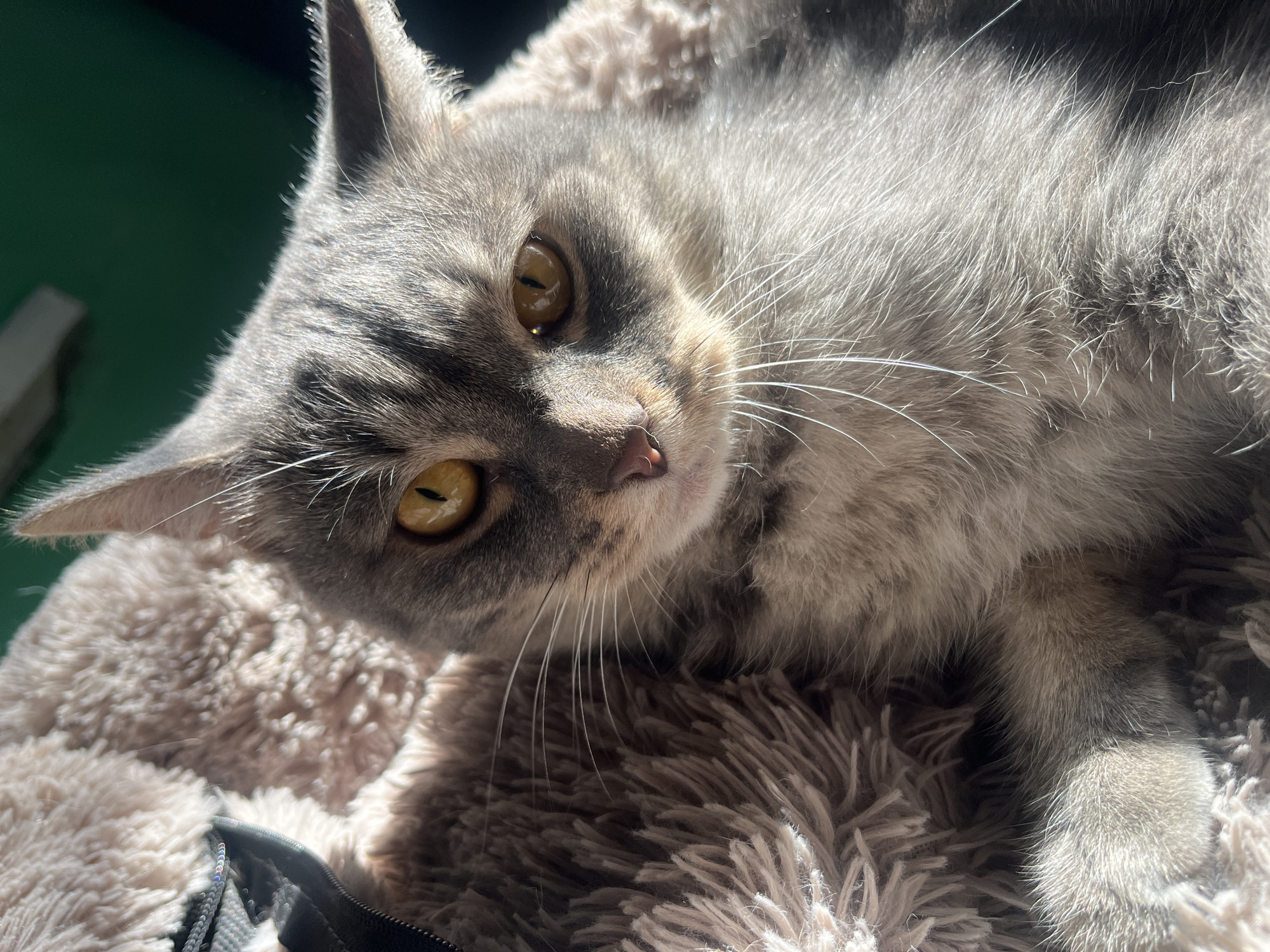 A close-up, eye-level, medium shot captures a gray tabby cat resting on a fuzzy, light-colored blanket. The cat's face is turned slightly towards the viewer, with its golden eyes open and alert. Sunlight illuminates the cat from the right, creating strong highlights on its fur and casting shadows across its face. The background is blurred, with a dark green area visible at the top right. The cat appears relaxed and comfortable. There is no information available regarding the location in the city of Nizhny Tagil, Russia.