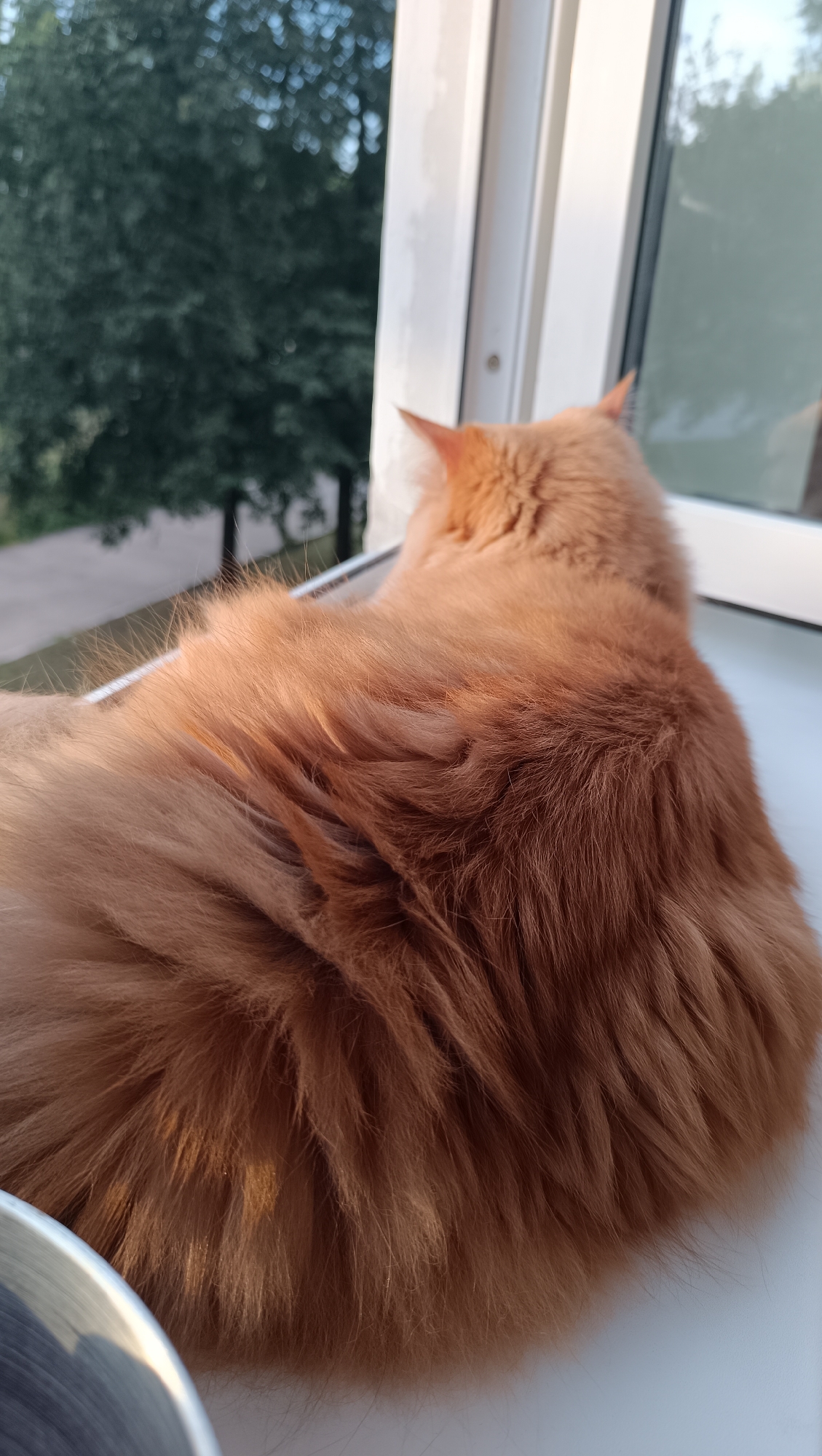 An orange cat with long fur is lying on a windowsill, looking out a window. Outside the window, there are trees and a street. The cat's fur is lit by sunlight. In the foreground on the left side, a silver bowl is partially visible. The windowsill appears to be white. The scene is indoors, near a window. It is daytime.