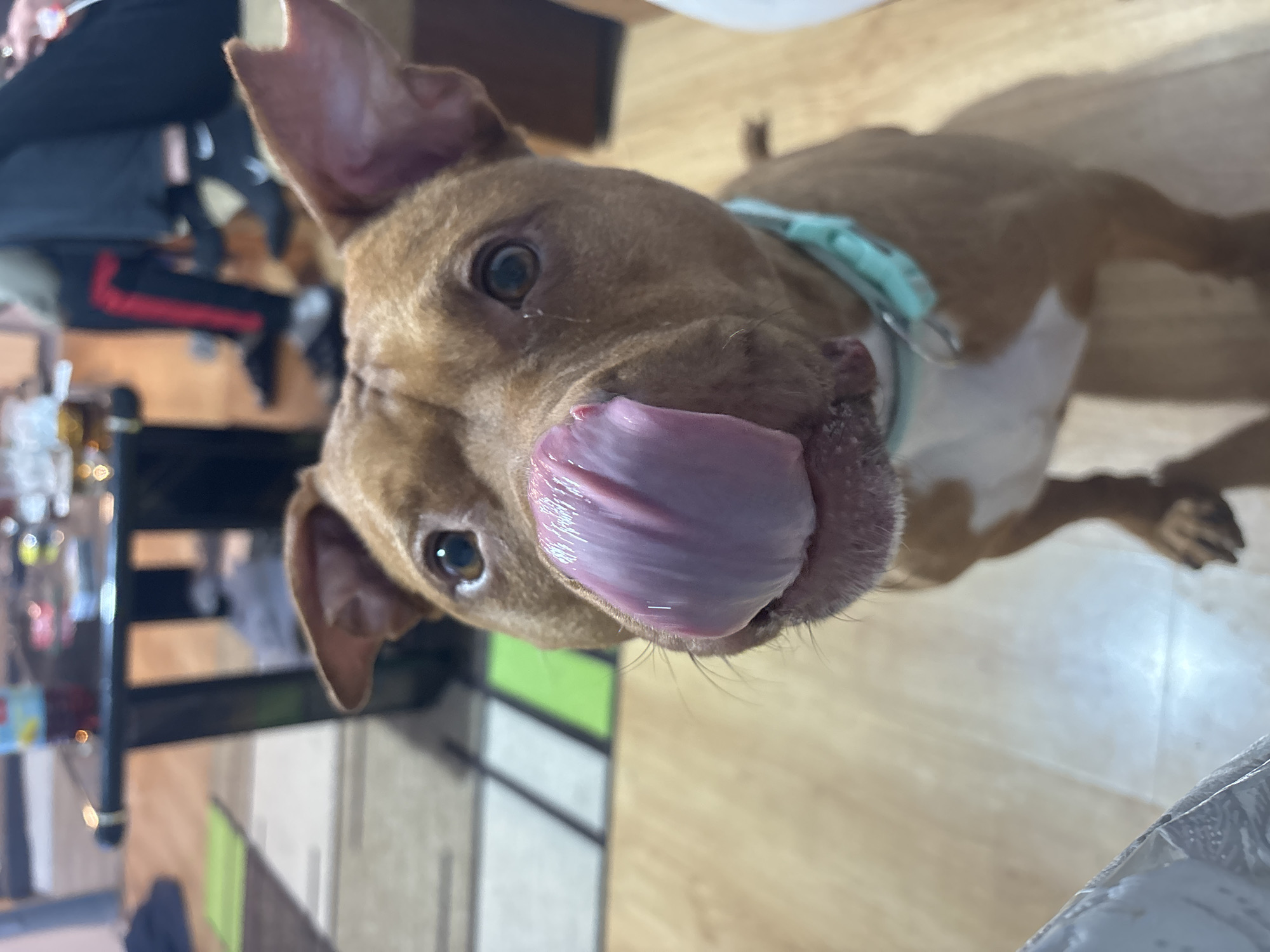 A tan and white dog with a blue collar licks its nose with a pink tongue. The dog is indoors. A person wearing black pants with a red stripe is visible in the background. A table with unidentified objects is also visible. The location in Sofia, Bulgaria is unknown.