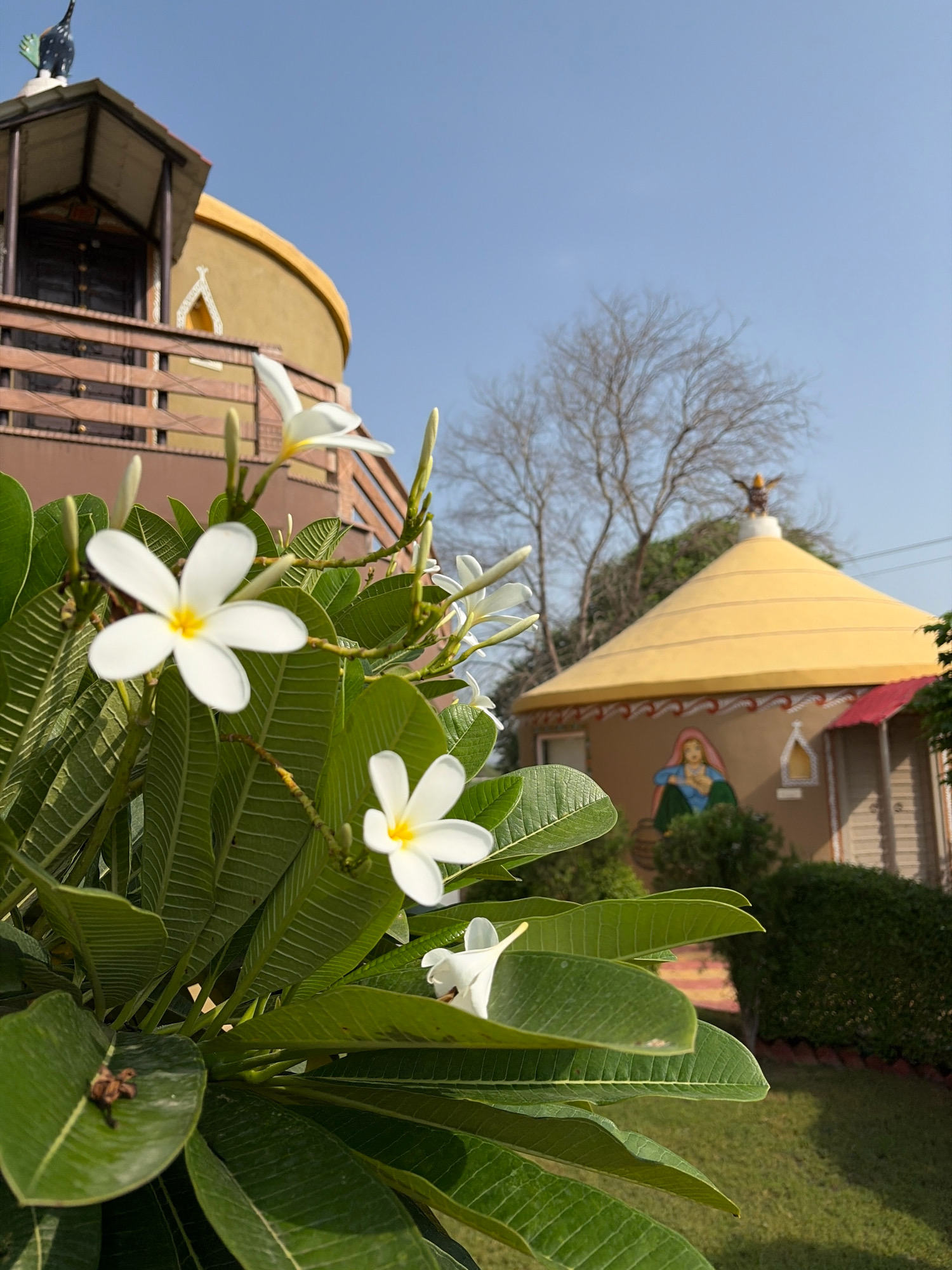 In the city of Dockiya, India, a serene outdoor scene unfolds with a focus on delicate white plumeria flowers in the foreground. The flowers, with their distinct yellow centers, are in sharp focus, their petals unfurling against a backdrop of lush green leaves. Beyond the foliage, two distinct structures are visible. To the left, a multi-story building features wooden railings and dark doors, topped with a dark bird-like sculpture against a clear blue sky. To the right, a charming, conical-roofed building is painted in shades of yellow and brown, adorned with colorful murals depicting a woman and decorative patterns. A bare-branched tree stands between the two buildings, its skeletal form contrasting with the vibrant life in the foreground. The overall impression is one of peaceful coexistence between nature and culturally significant architecture.