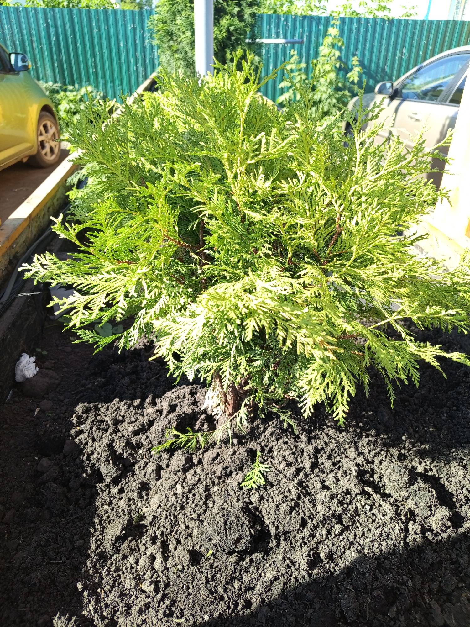 A young, vibrant green coniferous shrub, likely a cypress or juniper, has been recently planted in a raised garden bed filled with dark, loose soil. The shrub is the central focus, its feathery foliage illuminated by bright sunlight, casting a dappled shadow on the soil. To the left, a portion of a light yellow car is visible, parked on a paved surface. In the background, a tall, green corrugated metal fence runs horizontally across the frame, partially obscured by greenery from other plants. Above the fence, glimpses of trees and a white structure, possibly a support column or part of a building, are present. The overall impression is of a domestic garden setting, possibly in a suburban or rural area like Srostki, Russia, where gardening and outdoor spaces are common.