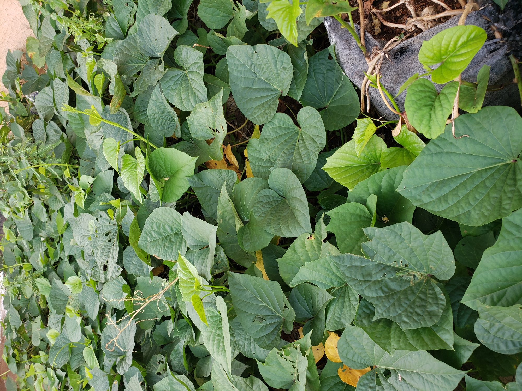 This image captures a dense patch of sweet potato plants, their large, heart-shaped leaves creating a thick canopy of green. The plants are growing in an outdoor environment, likely in a garden or field, with some dry, brown foliage interspersed among the vibrant green. The texture of the leaves varies, with some appearing smooth and others showing signs of minor damage or holes. A dark, textured material, possibly a piece of black plastic sheeting or fabric, is visible along the right edge of the image, partially covered by the plant growth. Some dried vines and stems are also present, suggesting the presence of mature plants or previous growth. The overall impression is one of lush, natural growth, with the plants taking over the space. The image is devoid of any people or animals, focusing solely on the vegetation. This scene could be located in Sabon Tasha, Nigeria, a region known for its agricultural activities and where sweet potatoes are a common crop.
