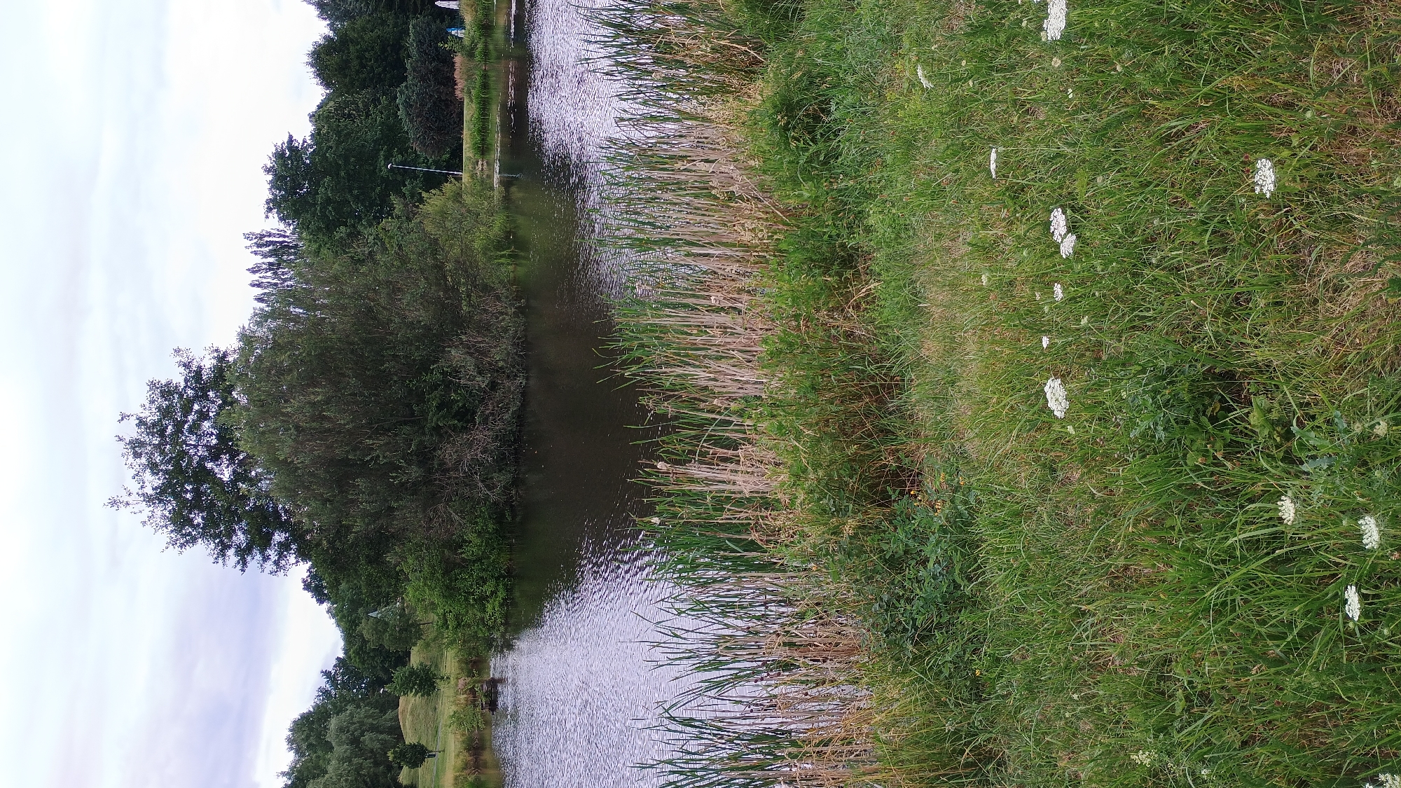 A serene body of water is bordered by lush green grass and tall reeds. In the background, a cluster of dense trees forms a natural backdrop, with a few scattered deciduous trees and a small hill visible on the left side. The sky above is overcast, with diffused light casting a soft glow on the scene. The overall impression is one of a tranquil park or natural setting within Sokolov, Czechia.