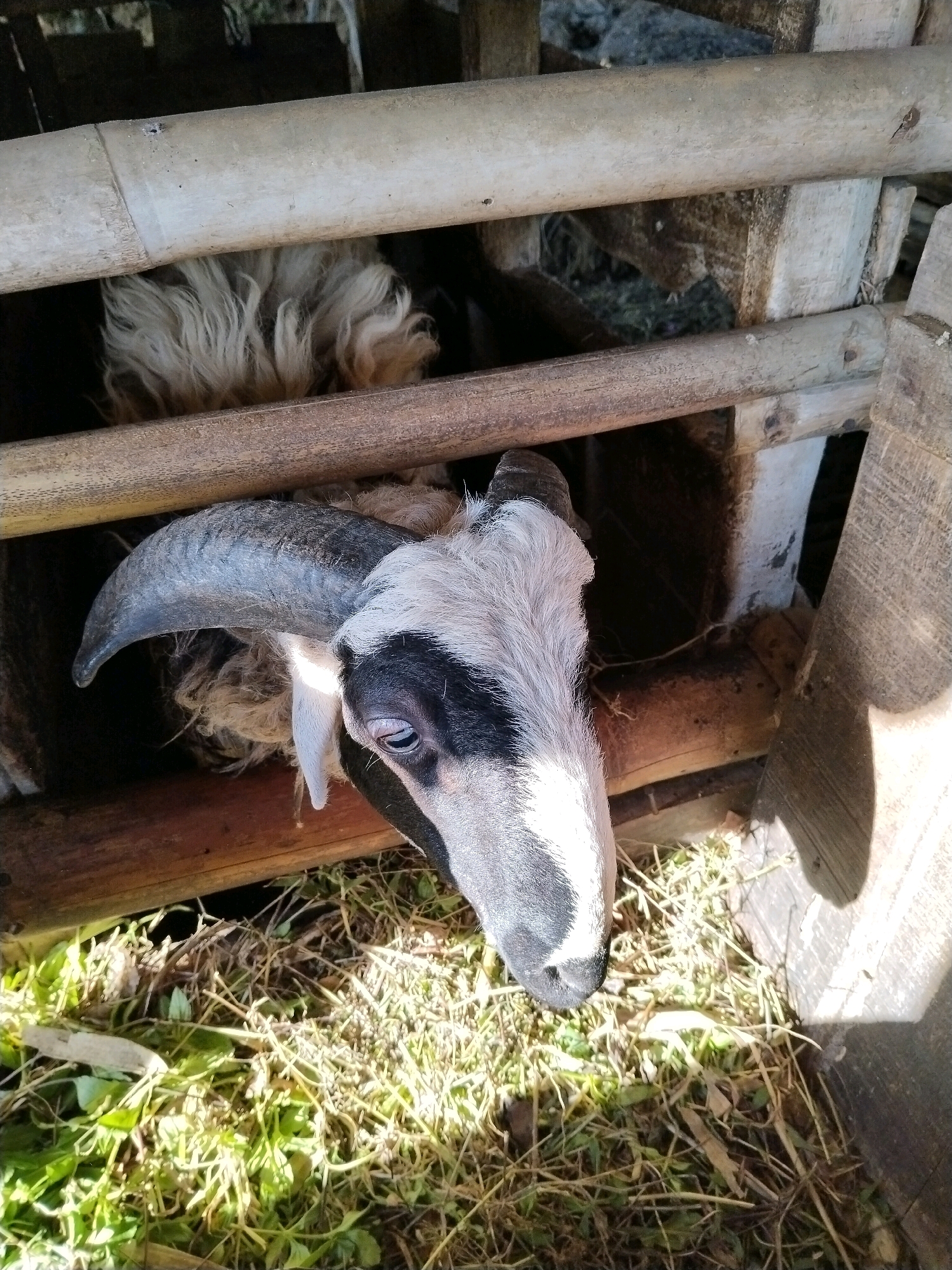 A close-up, high-angle shot shows the head of a sheep from the shoulder up, looking down and to the right. The sheep has a white face with black markings around the eyes and a black nose. Its large, curved horn is visible on the left side of its head. The sheep is partially enclosed by a wooden and bamboo structure, likely a pen. Green grass and hay are scattered on the ground in the foreground and background. The scene appears to be outdoors, in a rural setting such as Desa Cidugalen, Indonesia. The lighting suggests it is daytime, with sunlight casting shadows.