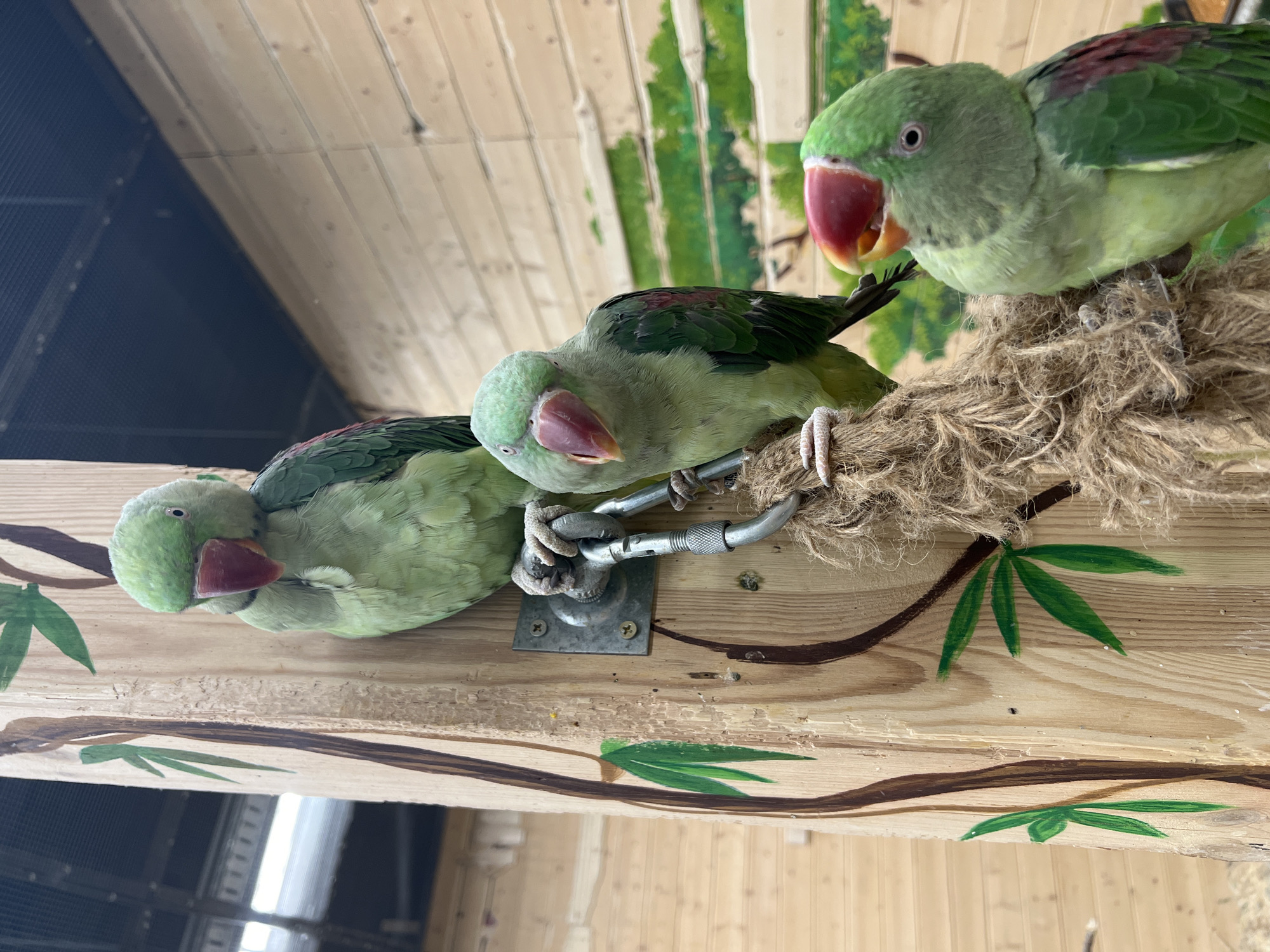 Three green parrots are perched on a wooden structure decorated with painted bamboo leaves. One parrot is at the top, looking down, and two are below it. The parrot in the foreground is looking directly at the camera with its beak open. A thick rope hangs from a metal fixture on the wooden pole, providing a perch for the lower parrots. The background consists of wooden walls with painted greenery, suggesting an aviary or enclosure. The lighting is bright, indicating an indoor setting.