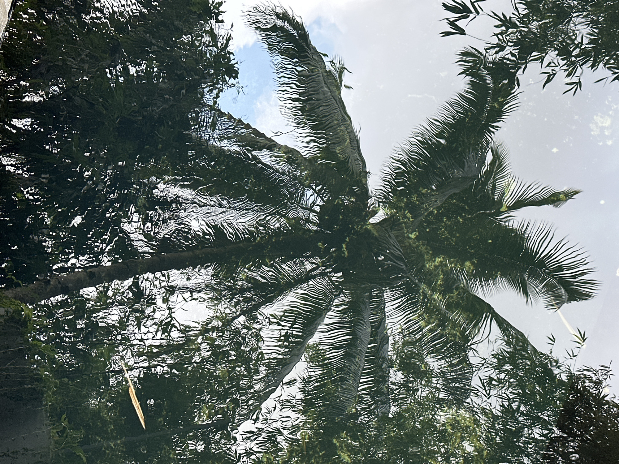 The image shows the reflection of a palm tree and other foliage in a body of water. The reflection is distorted by ripples on the water's surface. The sky is visible in patches, suggesting a partly cloudy day. The location is likely Licin, Indonesia, based on the prompt.