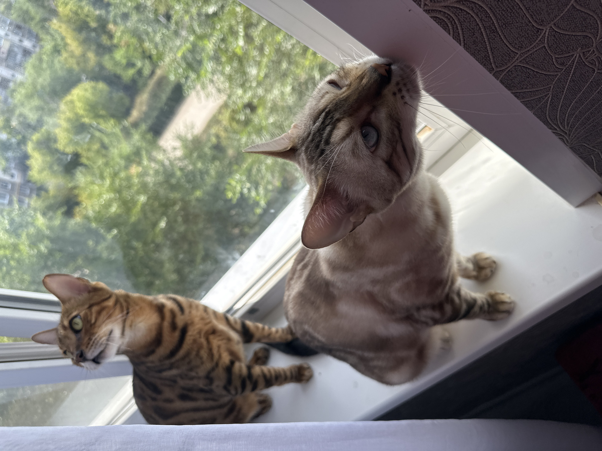 Two Bengal cats are on a windowsill, looking out at a city park. One cat, with golden-brown fur and black stripes, is perched on the left side of the windowsill and is looking upwards. The second cat, with lighter, tan fur and faint tabby markings, is closer to the camera on the right side of the windowsill. This cat is leaning its head against the window frame. The background shows green trees and buildings, indicative of a residential area in Energetik, Russia. A white curtain is visible on the far left of the frame. The scene is indoors, with natural light illuminating the cats and the windowsill.