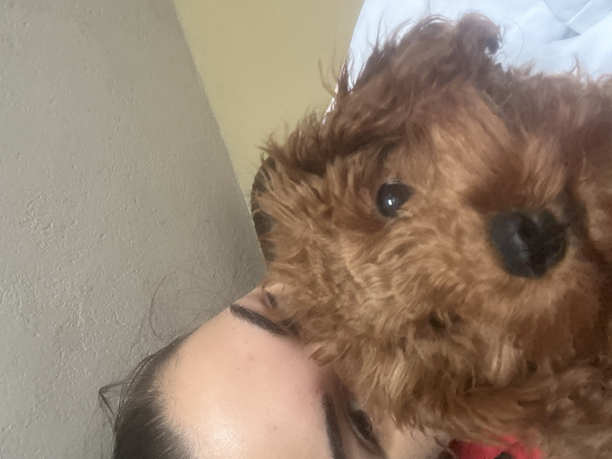 A close-up shot shows a person's face with a brown, plush teddy bear partially covering the right side. The person has dark hair, visible eyebrows, and closed eyes. The teddy bear is furry, with a black nose and one visible eye. The background includes a beige wall on the left and a white object, possibly bedding or clothing, in the upper right. There's no indication this image was taken in Rogozinovo, Bulgaria.