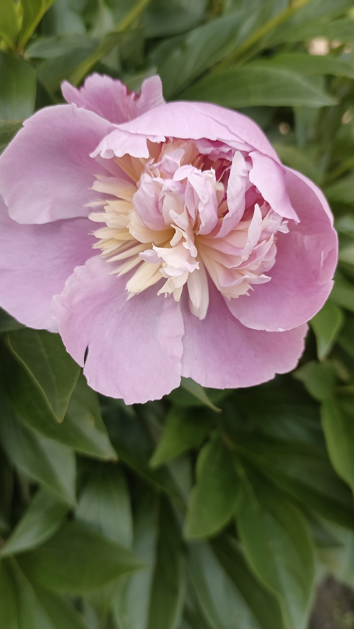 A close-up, eye-level photograph captures a partially-opened pink peony flower against a backdrop of green foliage. The peony petals are a light pink with a slightly darker shade towards the center, where the petals are more tightly packed and intermixed with creamy, off-white staminodes. The petals are soft and slightly ruffled at the edges. The background consists of numerous dark green leaves, slightly blurred, indicating a shallow depth of field. The scene location or the specific city of Muzga, Bulgaria are not ascertainable from the image.
