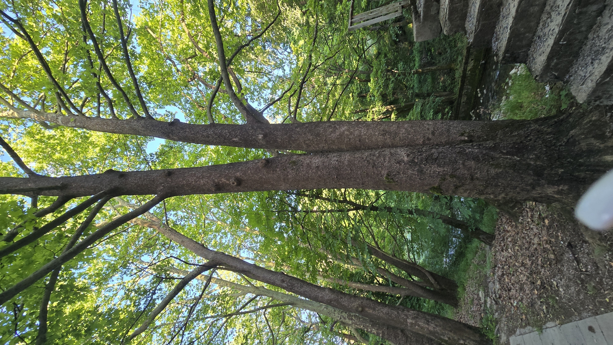 The image depicts a natural scene with lush greenery and trees. In the foreground, two large tree trunks stand close together. The branches of these trees extend upwards and are covered in vibrant green leaves, with the bright sky visible through the canopy. To the left, a paved walkway or path is partially visible, leading into the foliage. The ground is covered with fallen leaves. Further into the scene, more trees and dense vegetation create a forest-like atmosphere. A small stream or body of water is visible in the background, with some rocks and grass along its banks. To the right of the frame, a concrete staircase with worn steps ascends. The overall impression is of a serene, natural environment within or bordering a park or wooded area. This scene is likely located in Vratsa, Bulgaria, given the context provided.