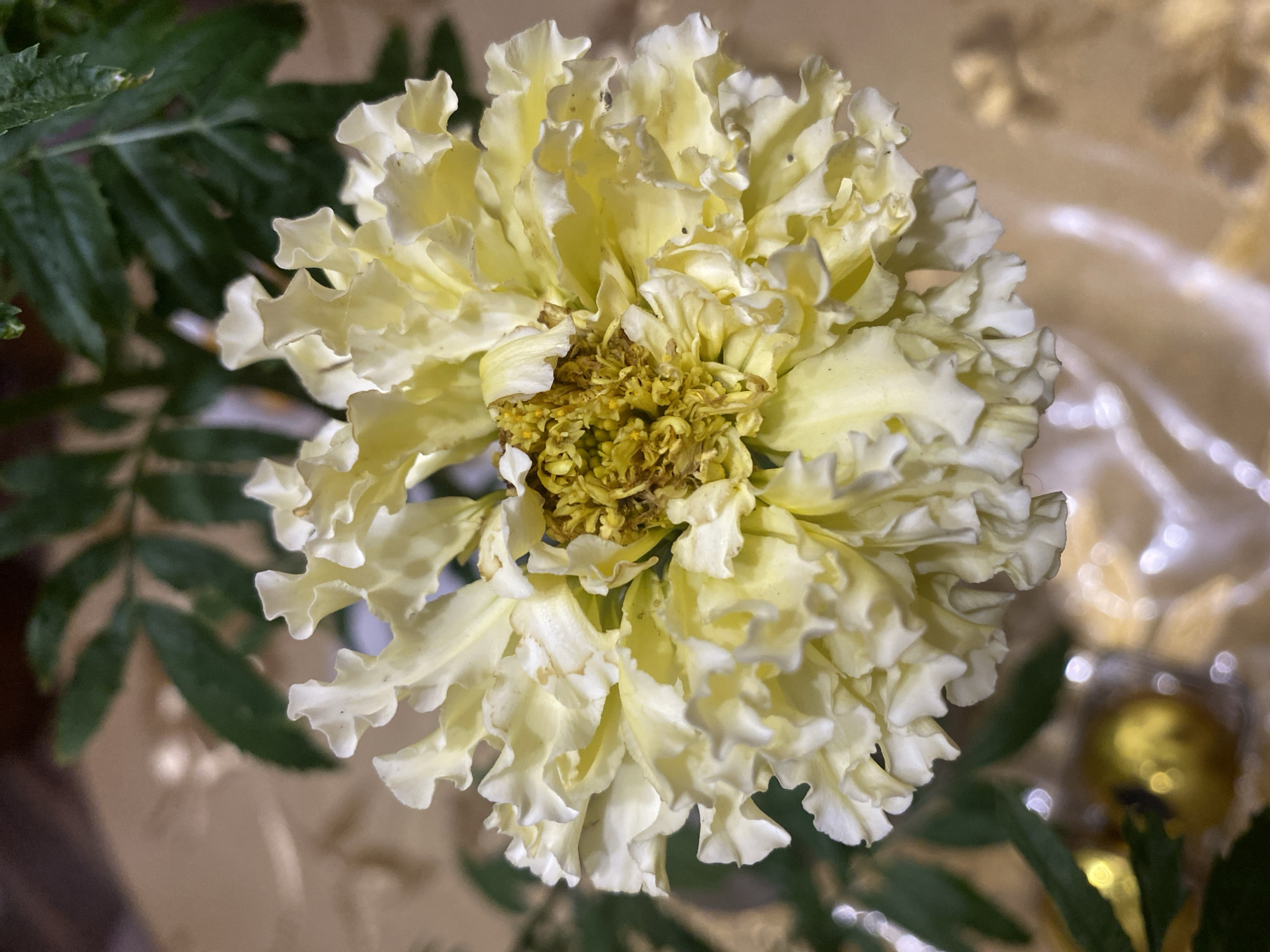 A close-up, overhead shot features a pale yellow marigold flower with ruffled petals, its center a cluster of dried brown and yellow stamens. The flower is positioned on a textured, golden surface that reflects light, creating a soft, blurred background with hints of green foliage and small, out-of-focus bokeh lights. The image does not provide any information about the city of Maykop, Russia, or any specific environmental or situational context beyond the immediate subject and its immediate surroundings.