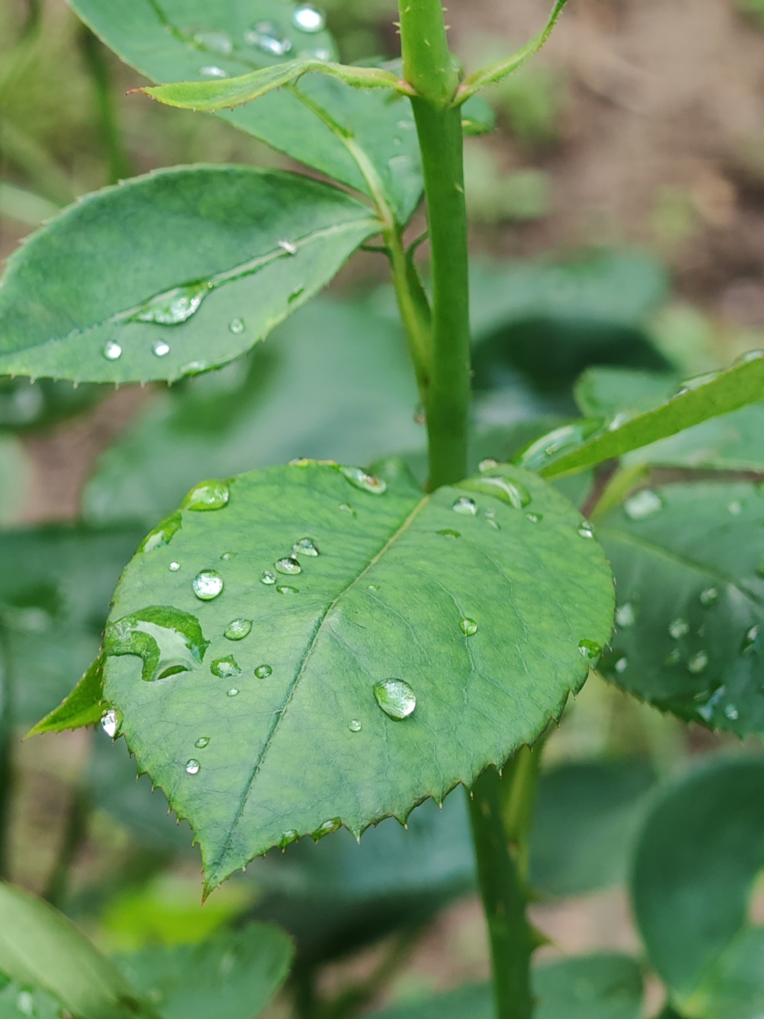 The scene captures a close-up of a green plant in Tsarev Brod, Bulgaria. The primary subject is a plant stem featuring an erect, green stalk with small, pointed thorns, supporting multiple ovate leaves with distinct serrated margins. The leaves, primarily visible in the foreground and midground, are a vibrant green. Numerous spherical water droplets, ranging in estimated diameter from 1mm to 5mm, adhere to the upper surfaces of the leaves, exhibiting clear specular reflections of ambient light. The background is out of focus, rendered as blurred green foliage and mottled brown organic matter, consistent with an outdoor natural environment. No human subjects or identifiable man-made structures are present. The interaction between visible elements is limited to the physical adhesion of water to the plant surfaces.