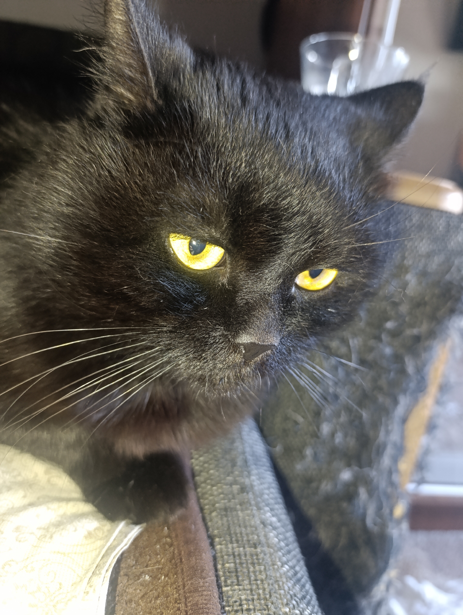A black cat with bright yellow eyes is pictured in a close-up shot. The cat is looking slightly down and to the right of the camera. Its fur is dark and appears soft, with long white whiskers extending from its muzzle. The background is blurred and includes elements that suggest an indoor setting, such as fabric textures and possibly a glass. The image does not provide any information about Zlatopil, Ukraine.