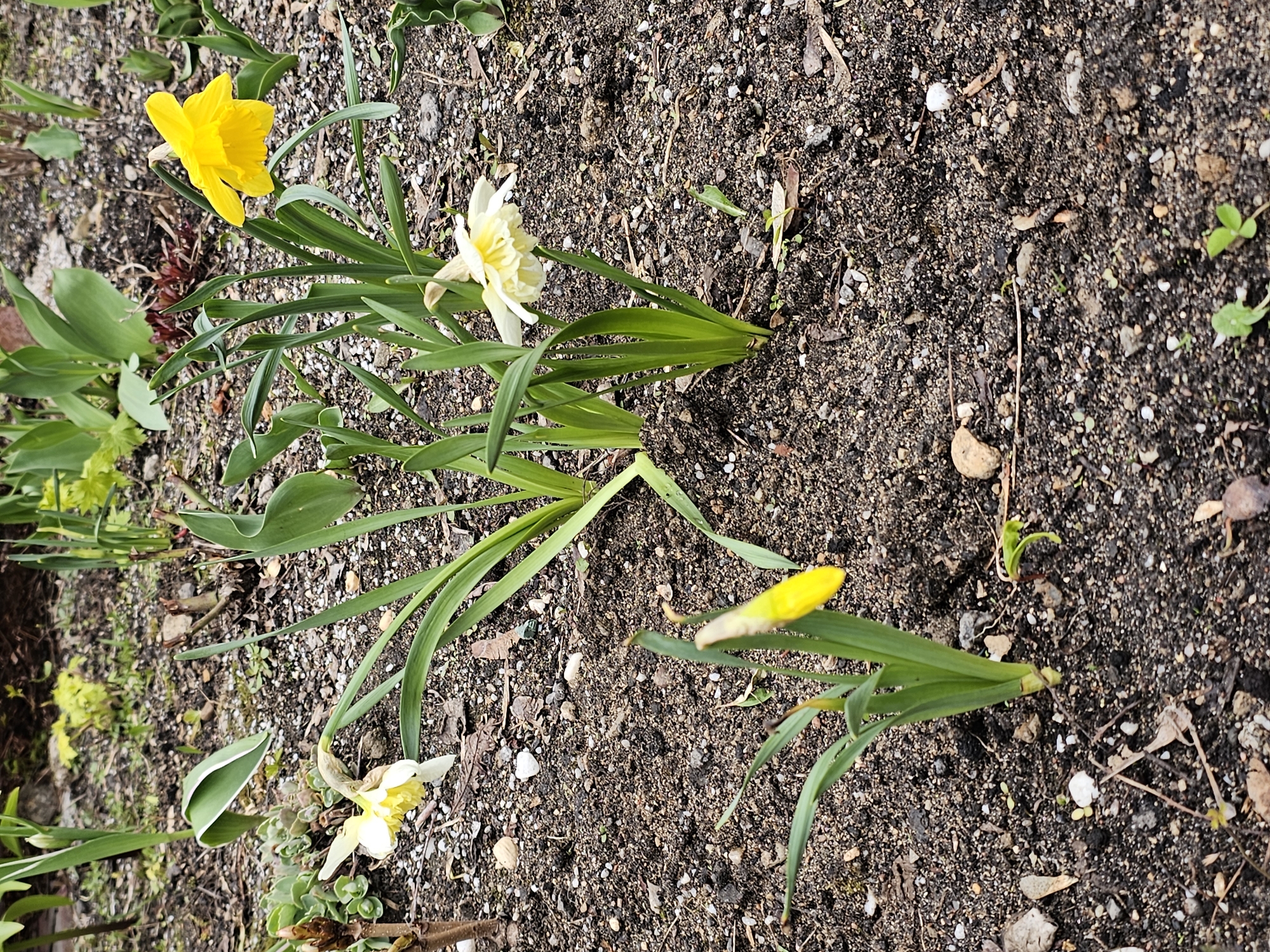 The image shows a patch of soil with several daffodil plants in various stages of bloom. One daffodil has a fully open, bright yellow flower. Another has a white flower with a yellow center, and a third is a closed bud, also yellow. The ground is dark, loose soil with small stones and bits of organic matter scattered throughout. The perspective is from directly above, looking down at the plants. The image does not show any identifiable location in Moscow or provide other context that could imply any other location. There is no indication of the date of the image.