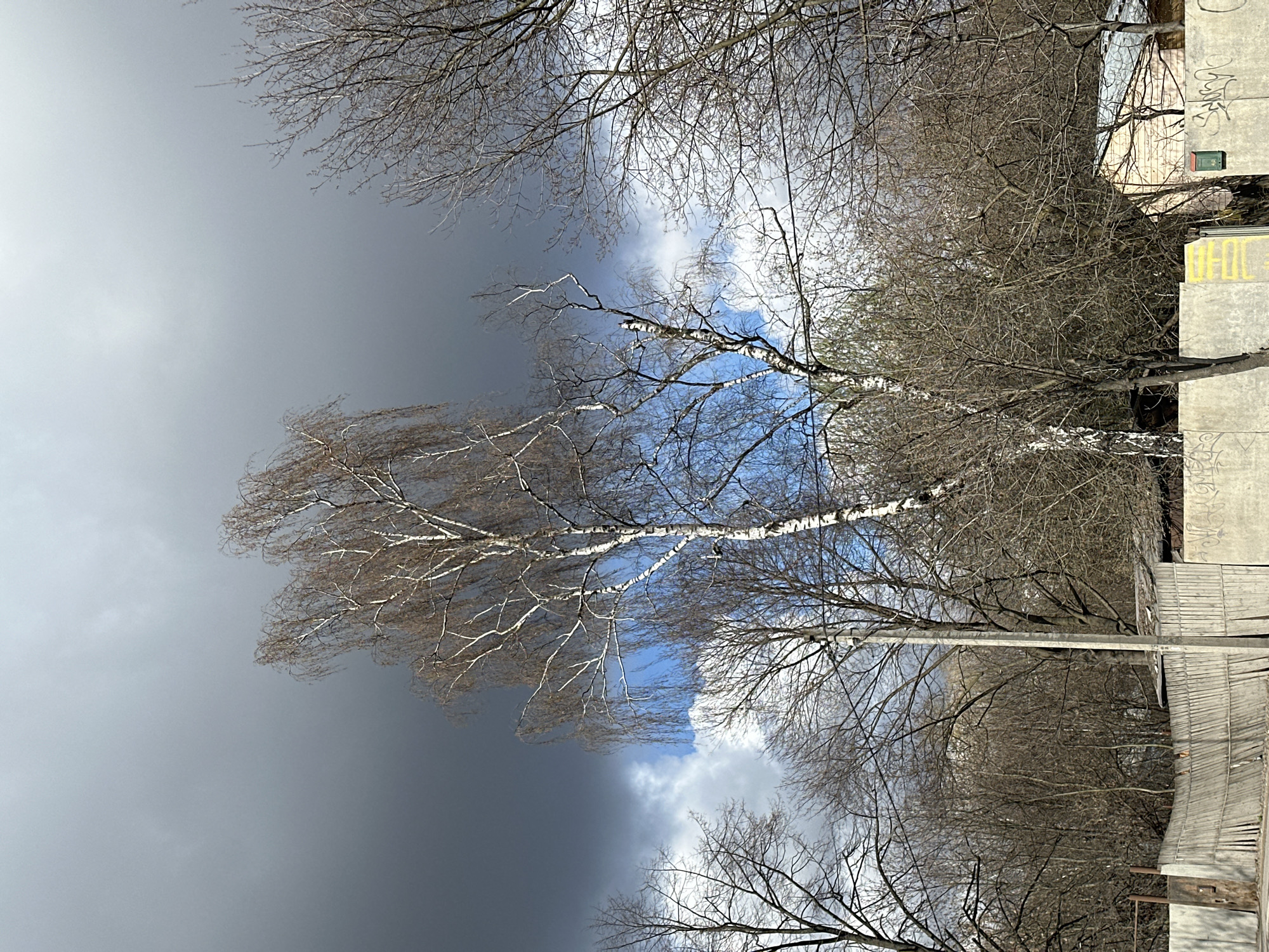 The image depicts a view upwards towards the sky framed by bare tree branches. A birch tree with its characteristic white bark is prominently featured in the center. The sky is partially obscured by dark storm clouds on the left, while patches of blue sky and white clouds are visible on the right. In the background, the corner of a weathered concrete building with some graffiti is visible. The overall impression is a somewhat bleak urban scene with a stark contrast between the natural elements and the built environment. The location is Moscow, Russia.