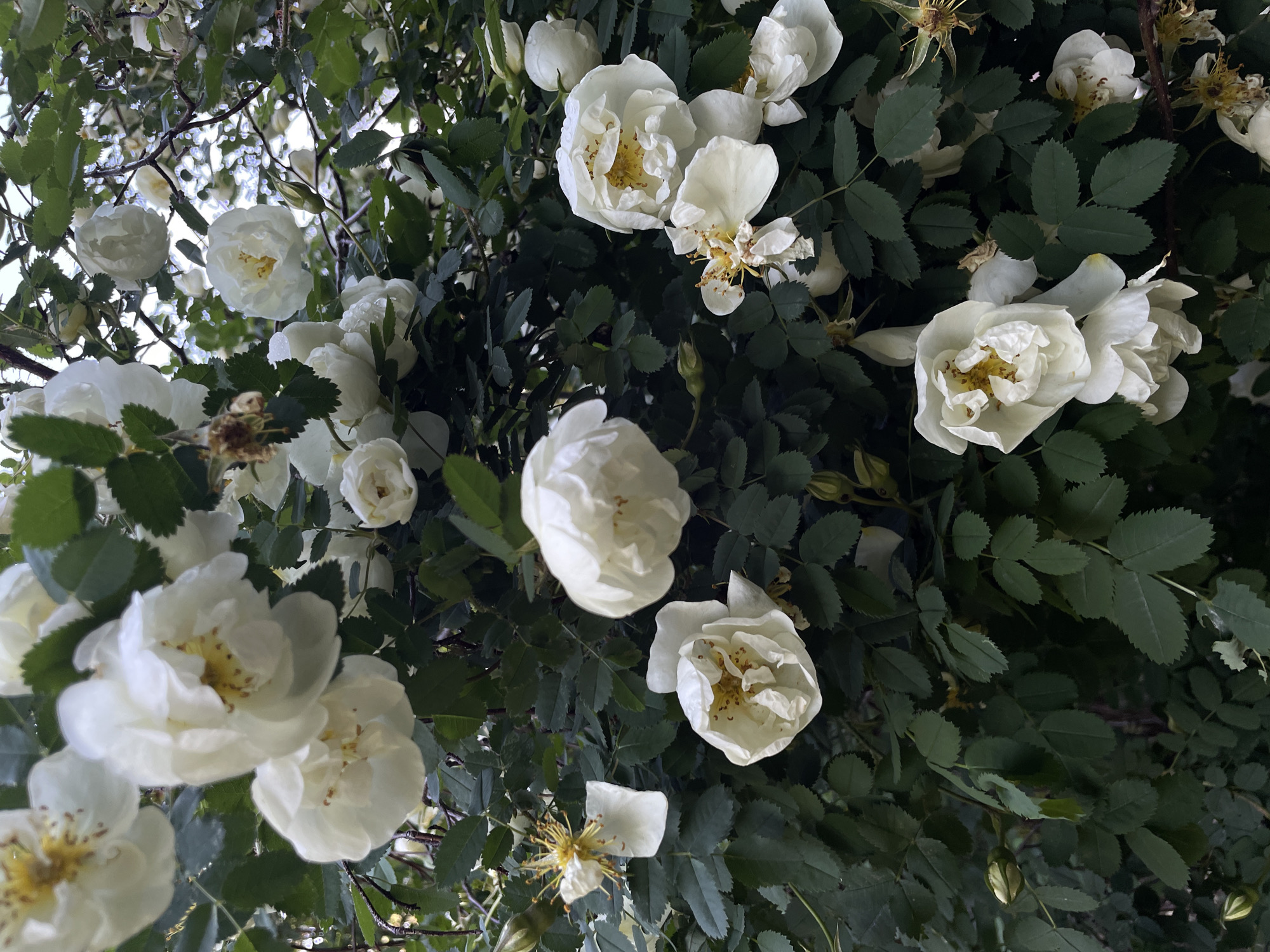 The image depicts a close-up view of a bush laden with white roses and dark green foliage. Several roses are in full bloom, displaying delicate white petals and yellow stamens. Some roses are in various stages of opening, while others appear to be wilting, with dried petals and stamens visible. The leaves are lush and deeply veined. The overall lighting suggests an outdoor setting, possibly during the daytime. The location is identified as Murino, Russia, although no specific landmarks or urban features are visible in the frame. The scene is devoid of any human presence or activity.