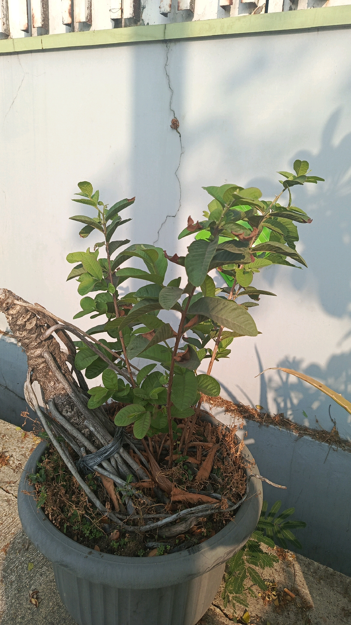 In Cekok, Indonesia, an outdoor scene features a potted guava tree positioned against a white wall. The tree, contained within a large, dark gray planter, exhibits lush green leaves and brown stems. A gnarled, dried root system is bundled and tied with string at the base of the plant, creating a decorative element. The white wall behind the tree shows a prominent vertical crack, with a small, dried brown object lodged within it. Above the wall, a section of a white fence with vertical slats and a green horizontal band is visible. The ground surrounding the planter is paved, with scattered dry leaves and some small green plants growing near the pot's edge. Sunlight casts shadows from the tree and fence onto the wall.