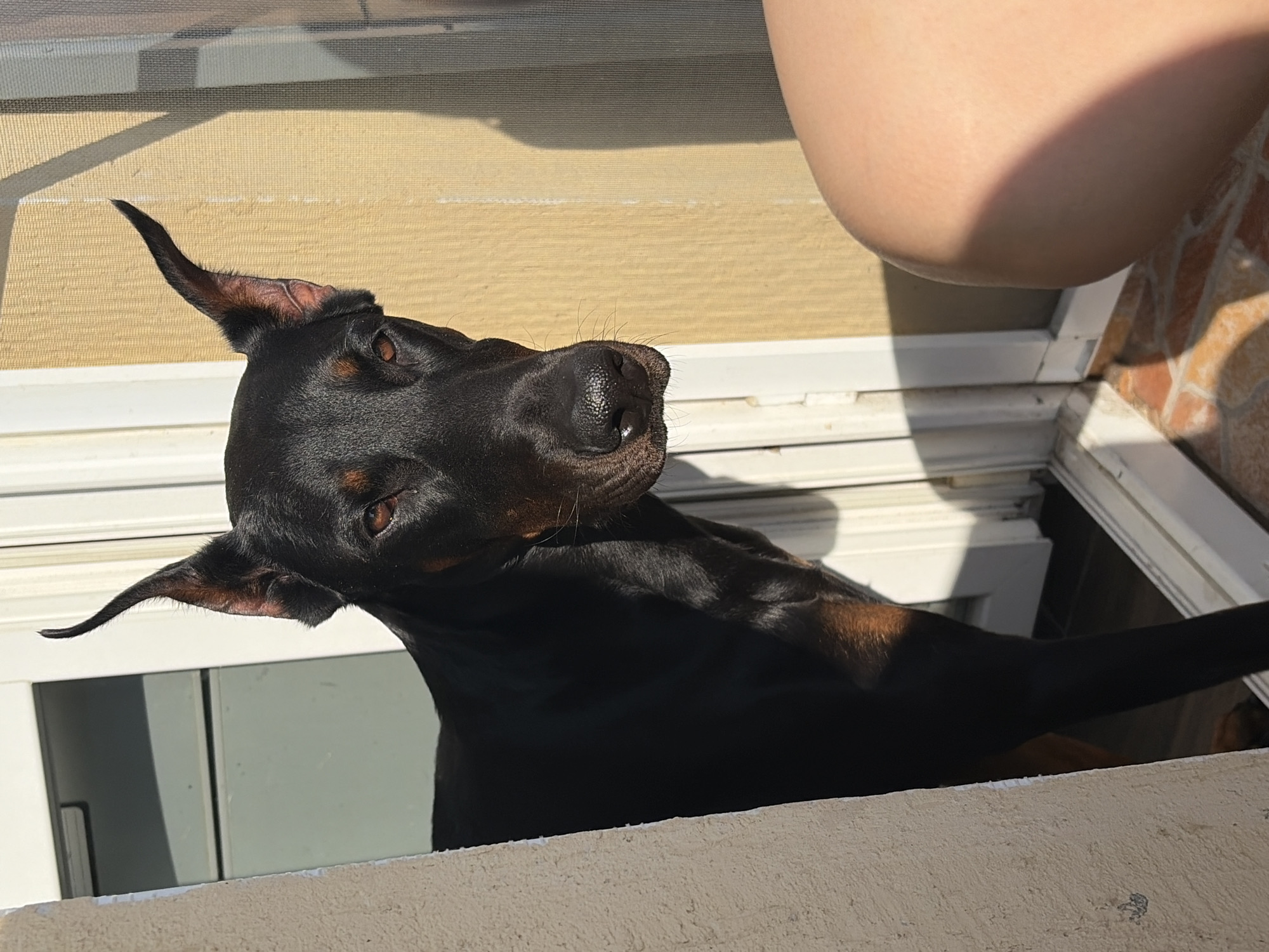 A Doberman dog with black and tan fur stands in a doorway, looking towards the camera. The dog's head and upper body are visible, with its ears pointed upwards. The doorway appears to be an exterior entrance, with sunlight casting shadows on the wall behind the dog. To the right, a portion of a person's leg is visible, suggesting they are sitting or standing nearby. The floor is tiled with a reddish-brown pattern. The scene is set on a sunny day, likely outdoors. The specific location in Sofia, Bulgaria, cannot be determined from the image alone.