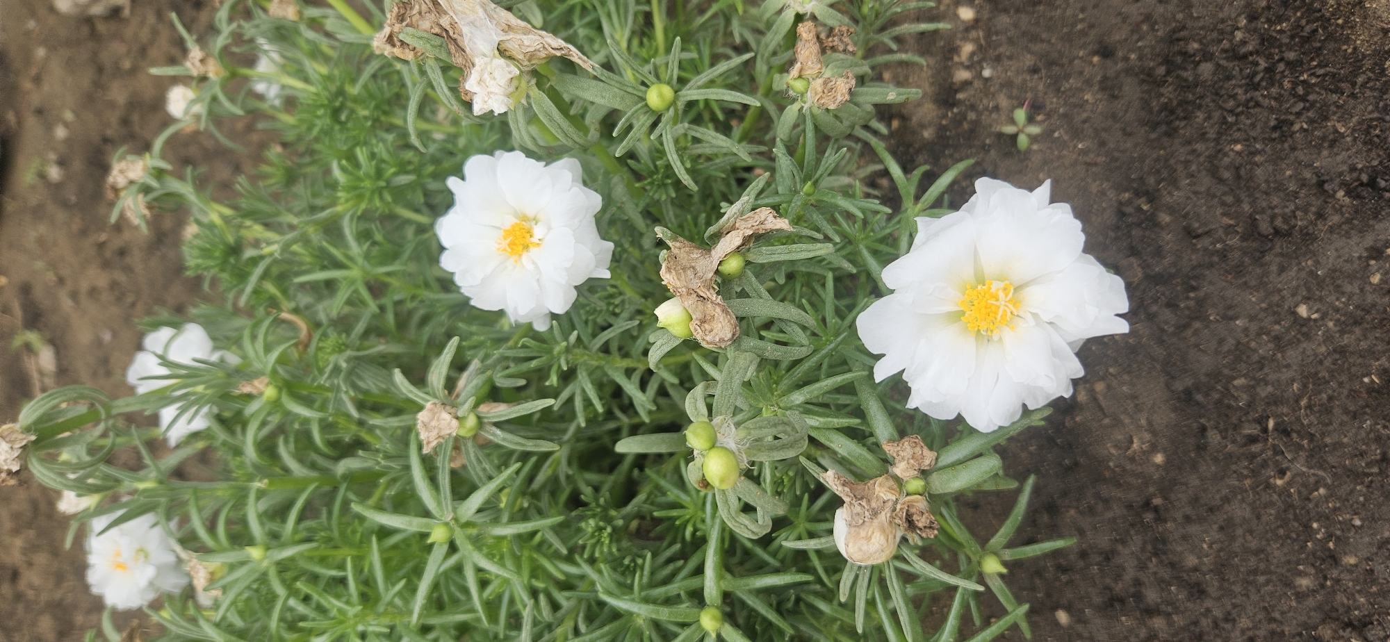 A close-up, vertical shot shows a patch of ground covered with dark soil, where several plants with thin, green, needle-like leaves are growing. Two prominent white flowers with ruffled petals and bright yellow centers are in focus, one in the lower right and another in the upper right quadrant. Interspersed among the green leaves are several developing seed pods and some dried, brown flower remnants. The background is softly blurred, suggesting a shallow depth of field. The scene depicts a garden or natural setting with plants in various stages of growth and decay. The location is identified as Aktobe, Kazakhstan.