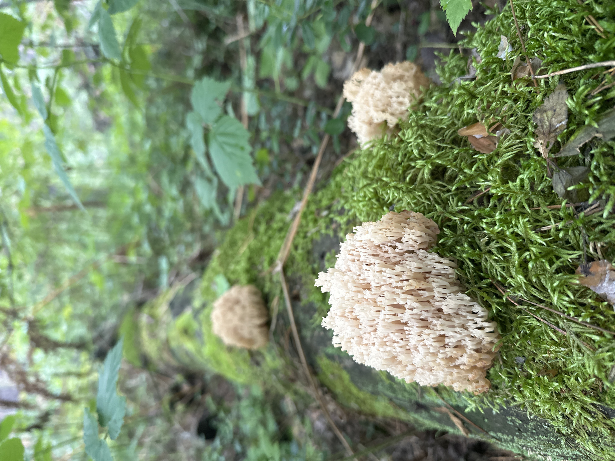 The image depicts a close-up view of a moss-covered fallen tree in a forest environment. Three coral-like fungi are visible on the moss. The largest fungus, in the foreground, is white and textured, resembling branching coral. Two smaller, lighter brown fungi are located further up the log, one to the right of the main subject and another in the background, out of focus. The surrounding environment consists of green moss, fallen leaves, and blurred green foliage and trees, suggesting a natural woodland setting. The specific location within Соколово, Russia cannot be determined from the visual information provided.