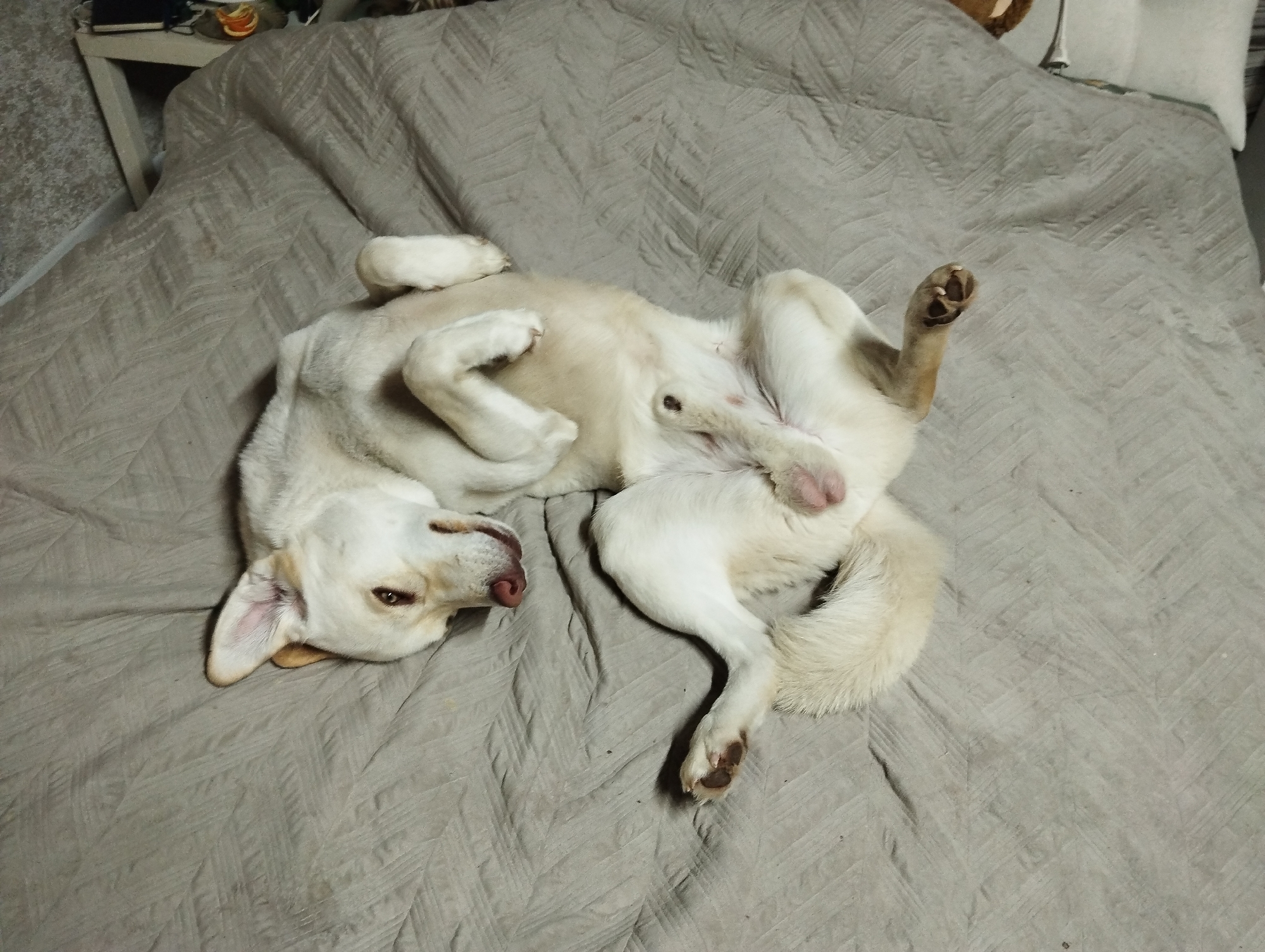 A light-colored Labrador-type dog is lying on its back on a gray bedspread with a patterned weave. The dog's head is near the lower left corner, with its tongue slightly protruding. Its legs are in the air, paws showing brown pads. A small table with items on it is visible in the upper left corner, near the head of the bed. The location is not in Grishanki, Russia.