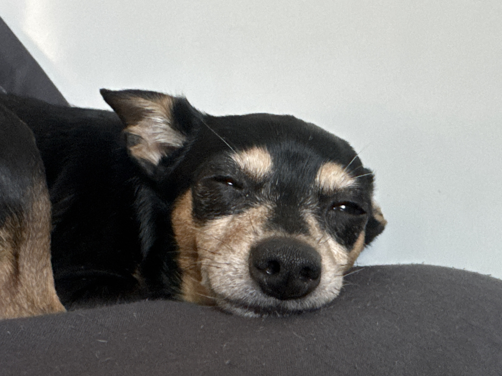 A small black and tan dog is resting on a dark grey surface, likely a couch or chair. The dog's eyes are partially closed, suggesting it is sleepy or relaxed. Its head is turned slightly to the right, and its nose is visible. The background is a plain white wall. There are no people or other animals present in the image. The scene appears to be indoors in a residential setting. The location is not specified in the image itself.