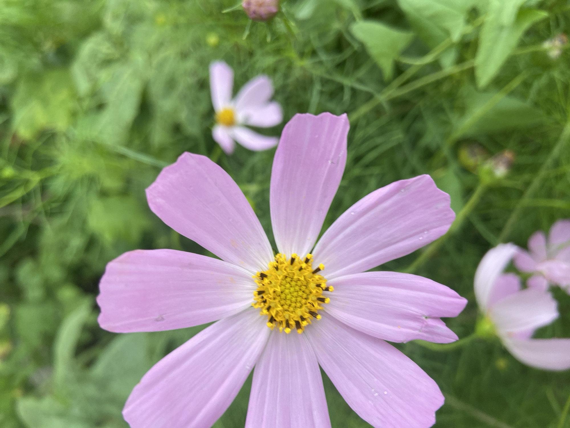 The image displays a close-up of a pink cosmos flower with a yellow center, set against a blurred green background of foliage. Several other flowers, also out of focus, are visible in the distance, along with a closed bud. The overall impression is that of a garden setting. The image was taken in Balashikha, Russia.