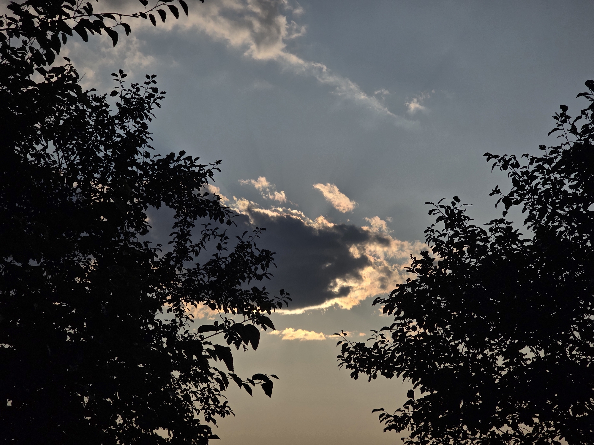 This is a silhouette of trees against a cloudy sky at dusk. The image was captured in Myhalky, Ukraine. The sky is a blend of soft grays and pale oranges, with sunlight filtering through gaps in the dark, wispy clouds. The branches of two trees frame the scene from the left and right sides, their dark foliage creating a stark contrast against the luminous sky. The overall impression is one of a serene, natural landscape as day transitions into night.