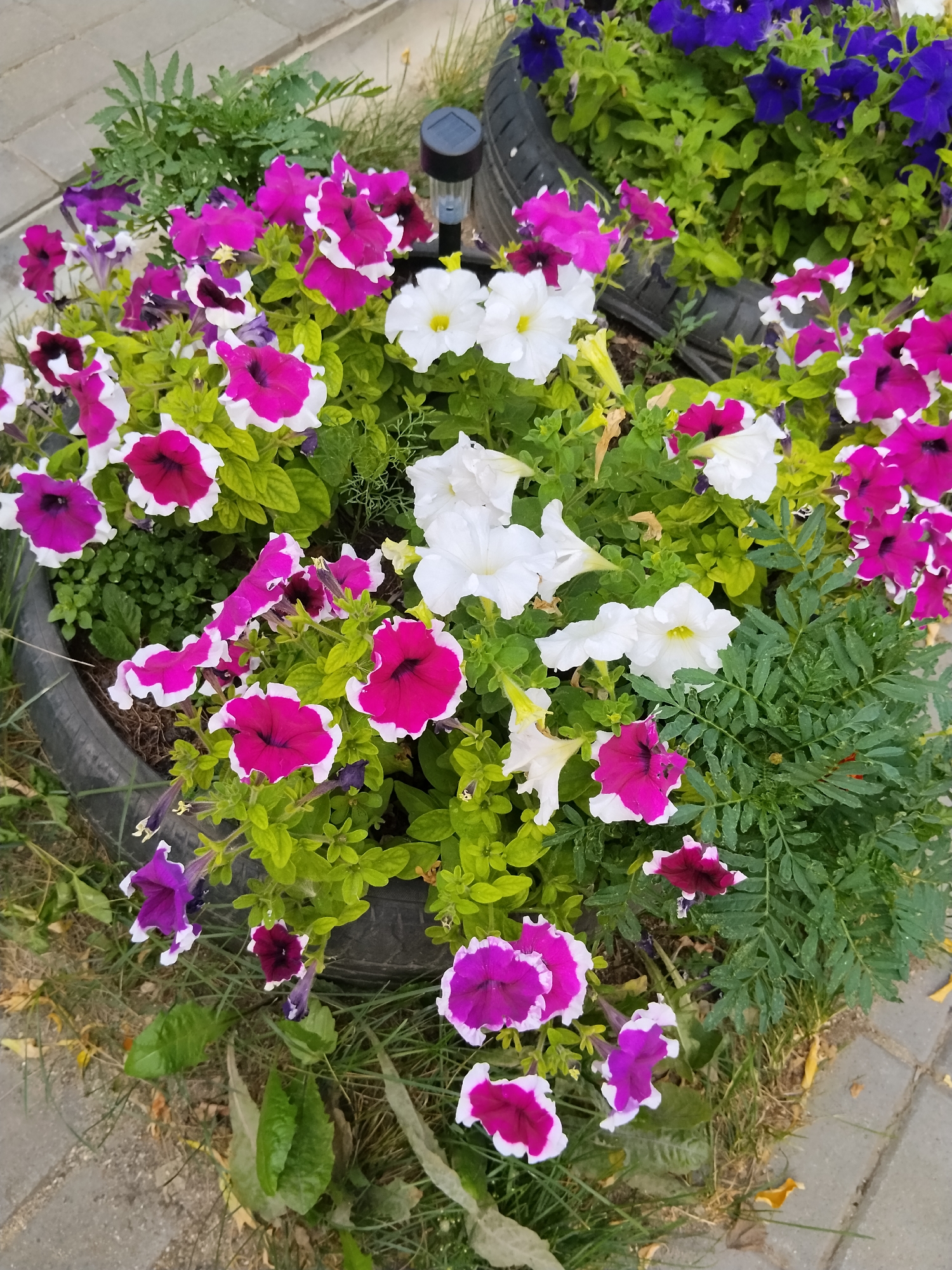 The image shows a planter made from a repurposed tire filled with a variety of flowers. Prominently featured are petunias in shades of pink, white, and deep purple with white edges. There are also some blue petunias visible in the background, planted in another tire. The planter is situated outdoors, with a paved walkway and grass visible around it. A small solar-powered garden light is also present. The scene appears to be a garden or public space, likely in Kokshetau, Kazakhstan, given the context.