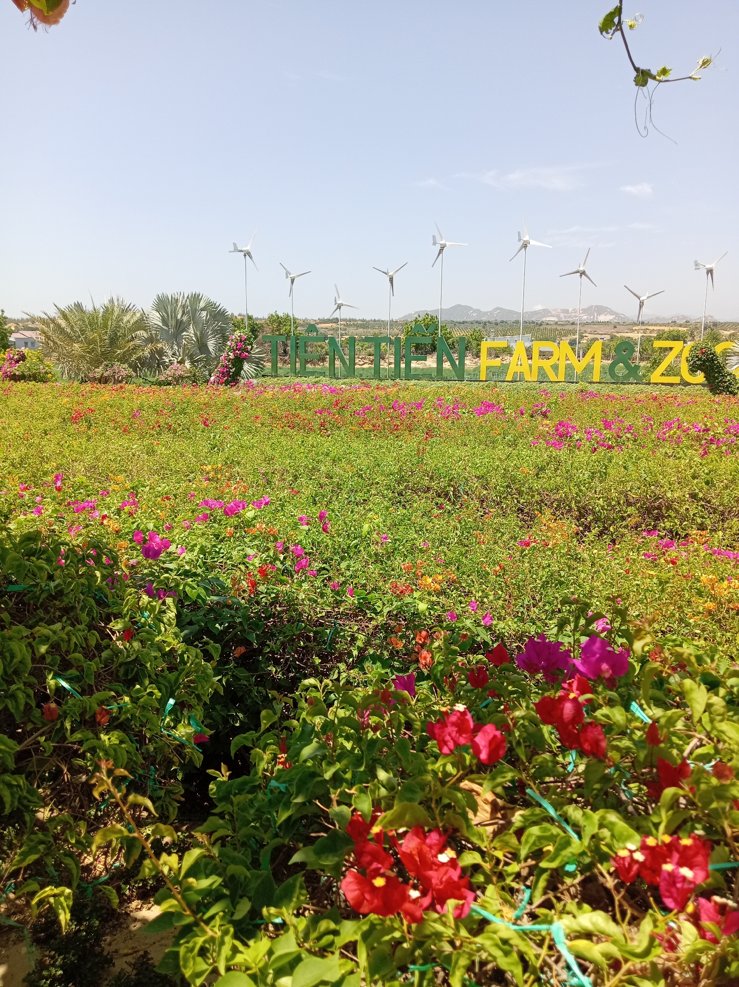The image depicts a bright, sunny day at a farm and zoo in Phước Hải, Vietnam. In the foreground, a dense field of low-lying green bushes is dotted with numerous vibrant pink and red flowers, with some orange blooms interspersed. The flowers appear to be bougainvillea. In the middle ground, a large sign reads "TIÊN FARM & ZOO" in green and yellow block letters. Behind the sign, a row of white wind turbines stands against a backdrop of rolling hills and mountains under a clear blue sky. Palm trees and other greenery are visible to the left of the sign. The overall scene is one of a well-maintained, open-air attraction with a focus on nature and renewable energy.