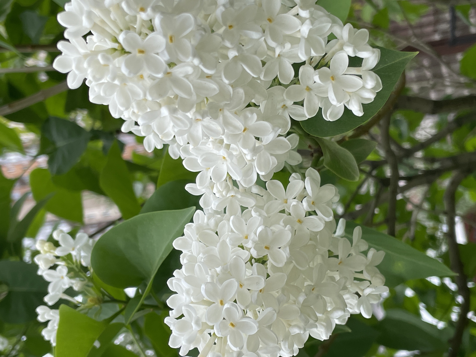 The image shows white lilac flowers in bloom. The flowers are clustered in dense bunches, with small, four-petaled blossoms. Green leaves are visible behind and between the flowers. The location is identified as Saint Petersburg, Russia, though the cityscape is not directly visible. The focus is on the floral details, indicating a close-up or macro shot of the lilac bush.