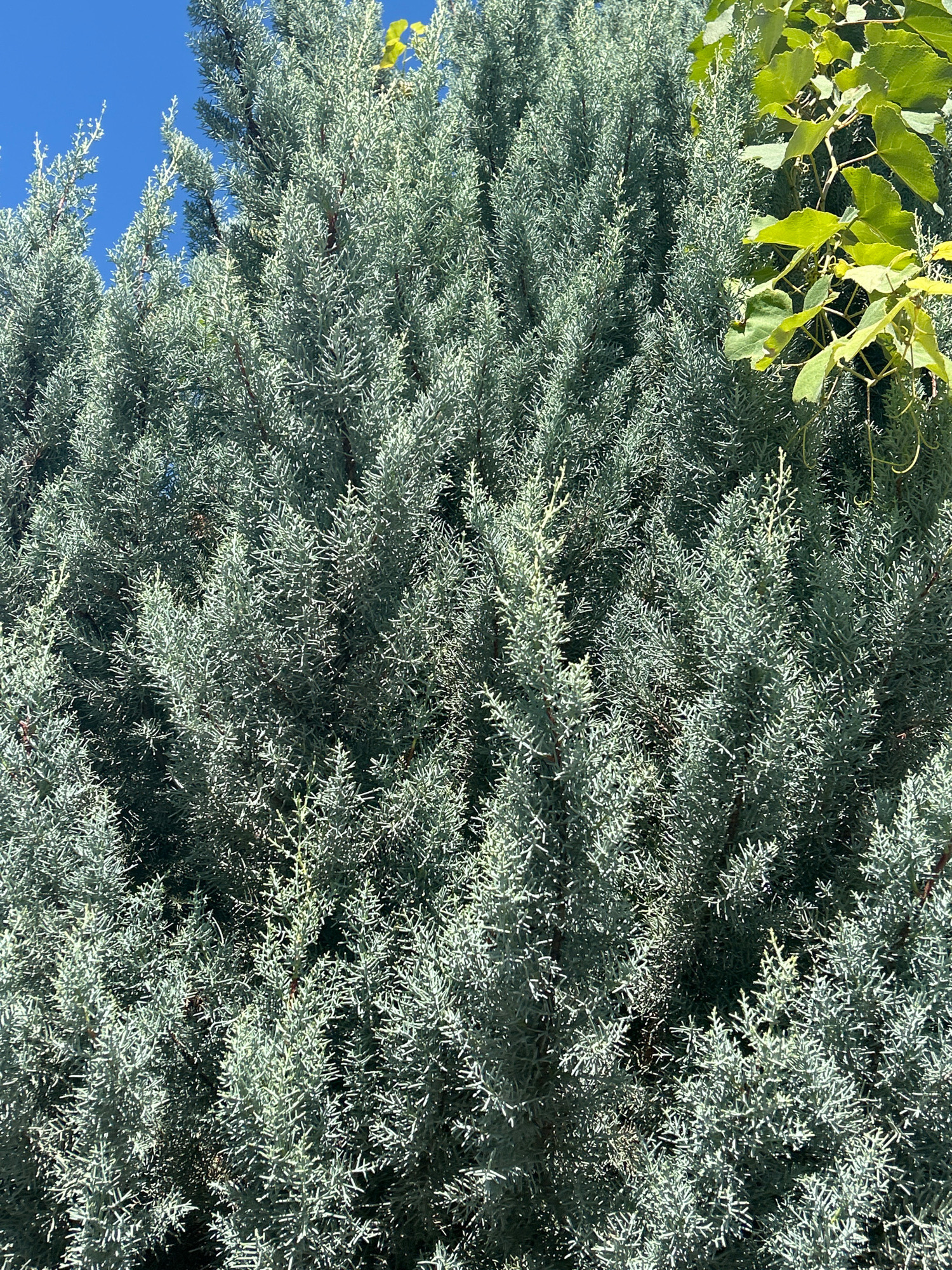 The image shows a close-up of a blue-green evergreen tree, likely a cypress or juniper, with its dense foliage filling most of the frame. The branches are covered in scale-like leaves, creating a textured appearance. In the upper right corner, a few bright green leaves from another plant, possibly a vine, are visible, providing a contrast in color and texture. The sky above is a clear, bright blue. The scene appears to be outdoors, given the natural lighting and the presence of foliage and sky. The image does not contain any people or specific landmarks that would definitively place it in Ananuri, Georgia, though the vibrant greenery and clear sky are consistent with a natural landscape.