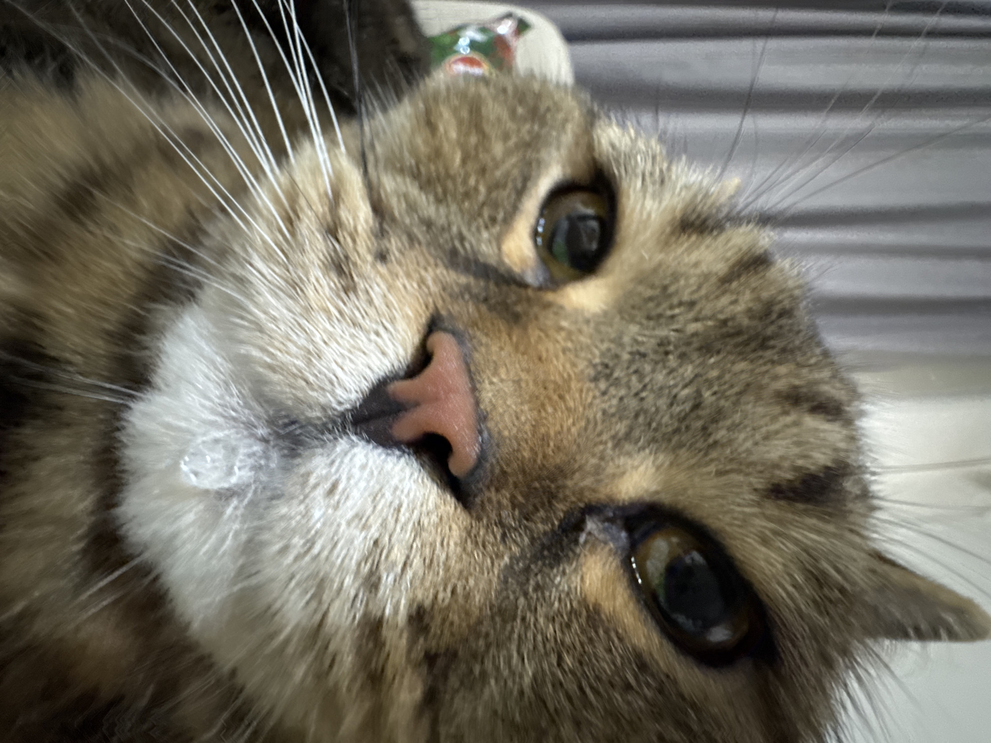 A close-up, head-on, eye-level shot focuses on a domestic cat's face, captured in Mikhaylovsk, Russia. The cat, with tabby markings of brown and black, is positioned centrally, its gaze directed slightly upward and to the left. The cat's left eye, a warm brown, is clear and reflects light, while its right eye is partially obscured by the angle and appears darker. A small, clear droplet of liquid is visible on the white fur below the cat's nose. The cat's whiskers are prominent, extending outwards from its snout. The background is out of focus, showing vertical lines suggestive of curtains or blinds in a muted, grey tone. The lighting is soft, highlighting the textures of the cat's fur and the details of its face.