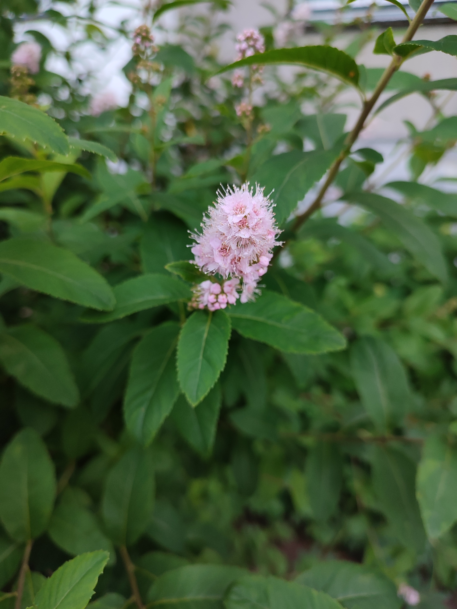 A close-up, eye-level shot shows a cluster of small, pale pink flowers with delicate, feathery stamens. The flowers are growing on a branch amidst lush green leaves. The background is a blur of more green foliage and some lighter, out-of-focus areas suggesting a sky or distant objects. The lighting is soft, and the focus is sharp on the main floral subject, with the rest of the scene softly blurred. The image appears to be taken outdoors in a garden or natural setting. The location is Vsevolozhsk, Russia.