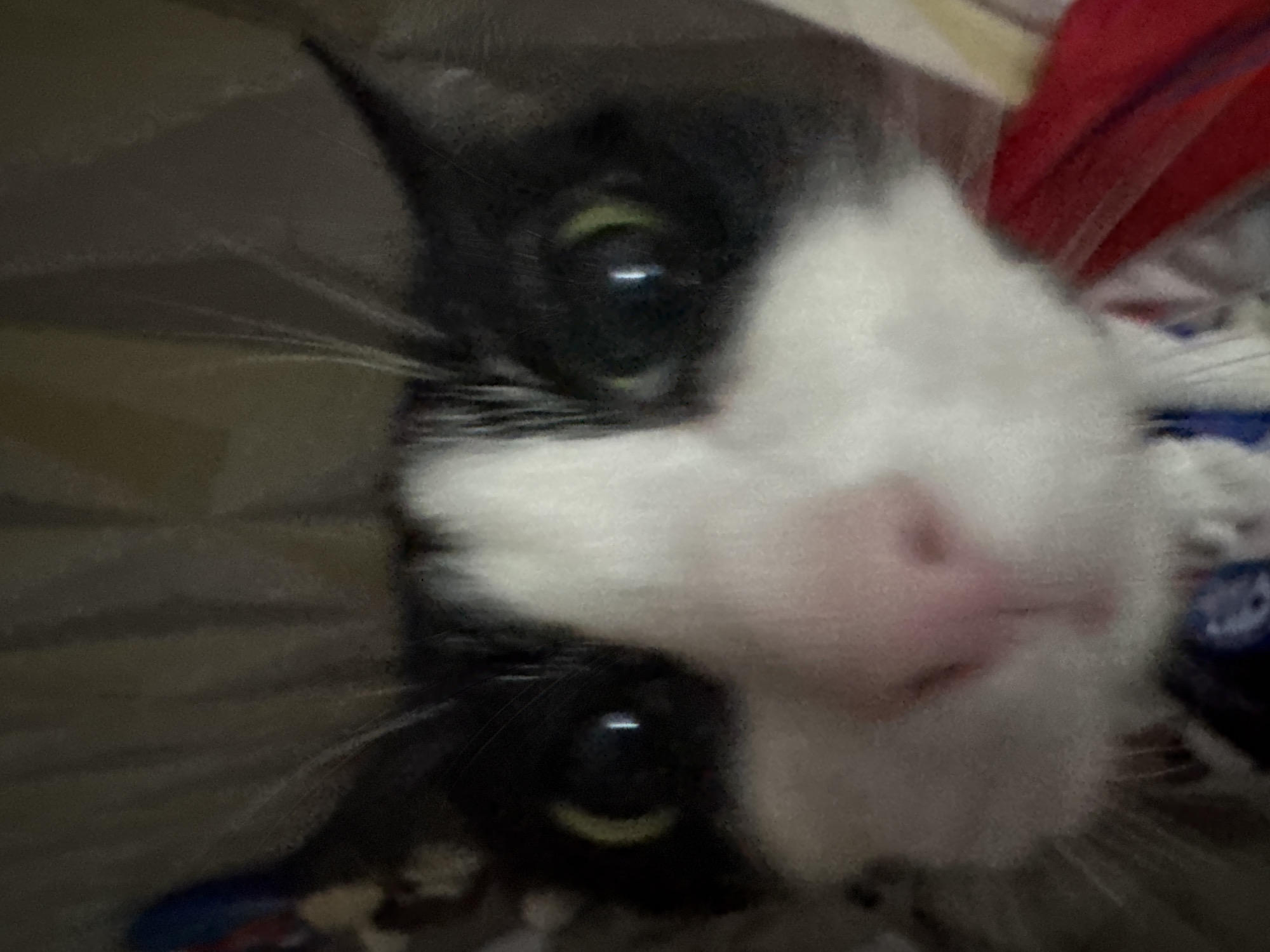 A close-up, slightly blurred photograph shows the face of a black and white cat. The cat's nose is pink and prominent. The cat has visible whiskers. The background is indistinct but includes gray and red fabrics. The location is not discernable.