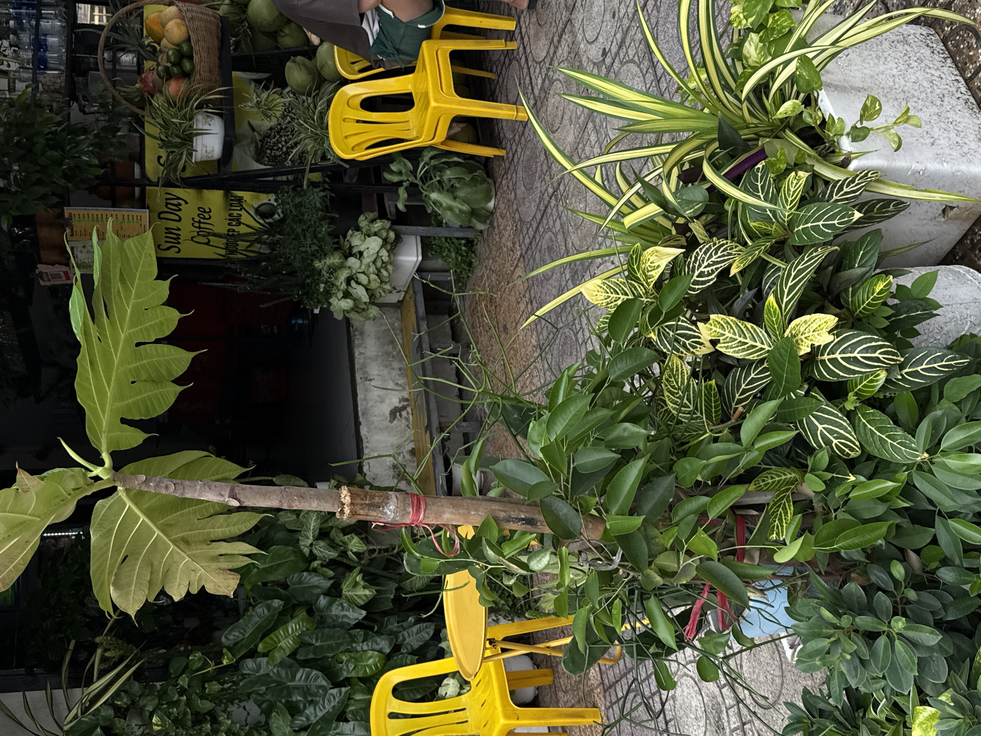 This image depicts a street scene in the Bac Nha Trang Ward, Vietnam. Several yellow plastic chairs are visible. There are a variety of plants, including both potted and wild varieties. Some plants are displayed for sale, and a sign for "Sun Day Coffee" is visible. Fruit such as pineapples, coconuts, and other tropical fruits are also displayed. The ground is tiled with gray paving stones.
