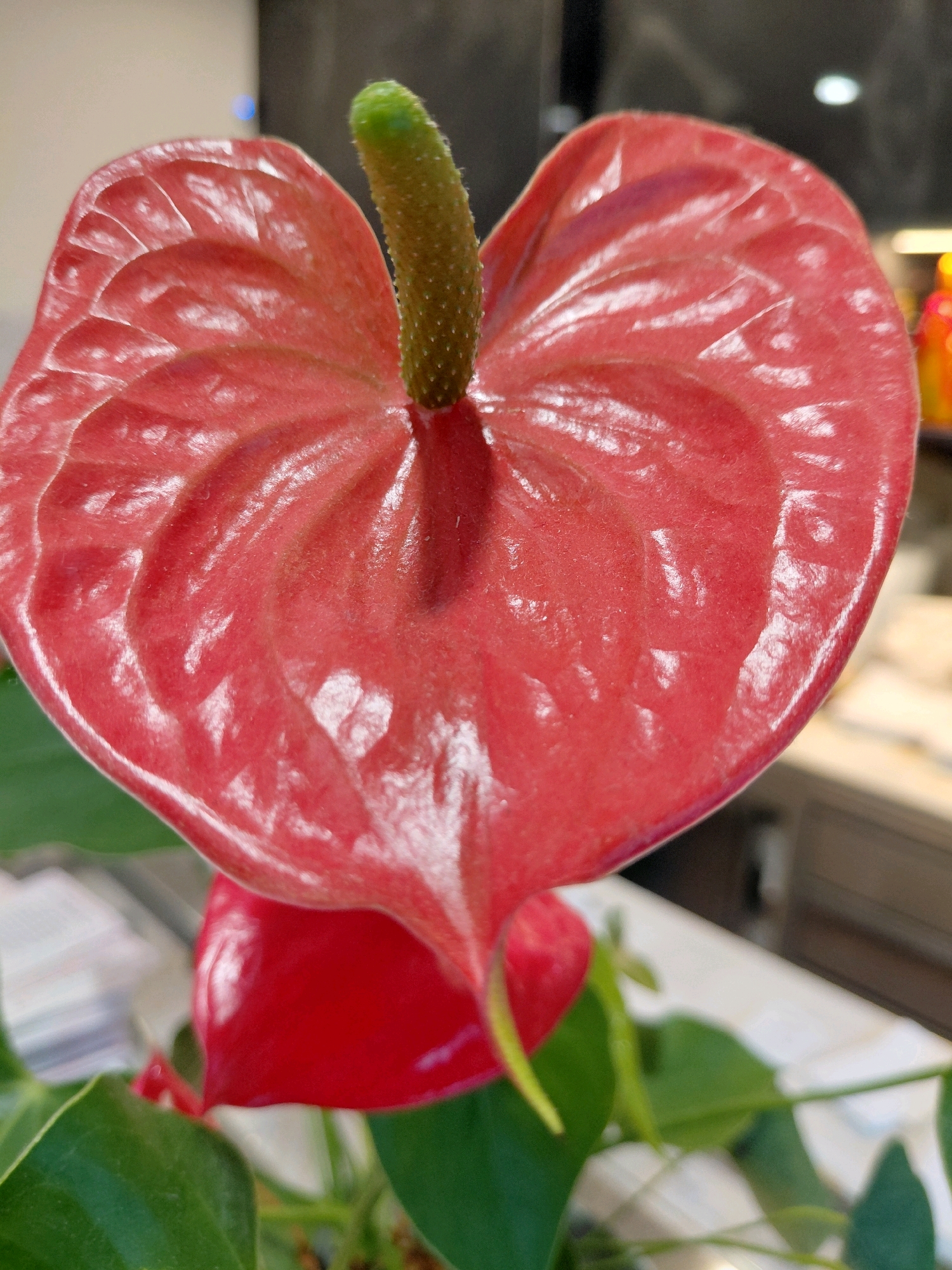 A close-up shot focuses on a red anthurium flower in bloom. The flower's heart-shaped spathe is a vibrant, glossy red, with prominent veins running through it. At the center of the spathe, a stiff, green spadix extends upwards, covered in tiny dots. Below the main bloom, another red anthurium flower is partially visible, along with lush green leaves. The background is blurred, showing hints of office furniture and a window, suggesting an indoor setting, possibly an office environment. The lighting is bright, highlighting the waxy texture of the flower.