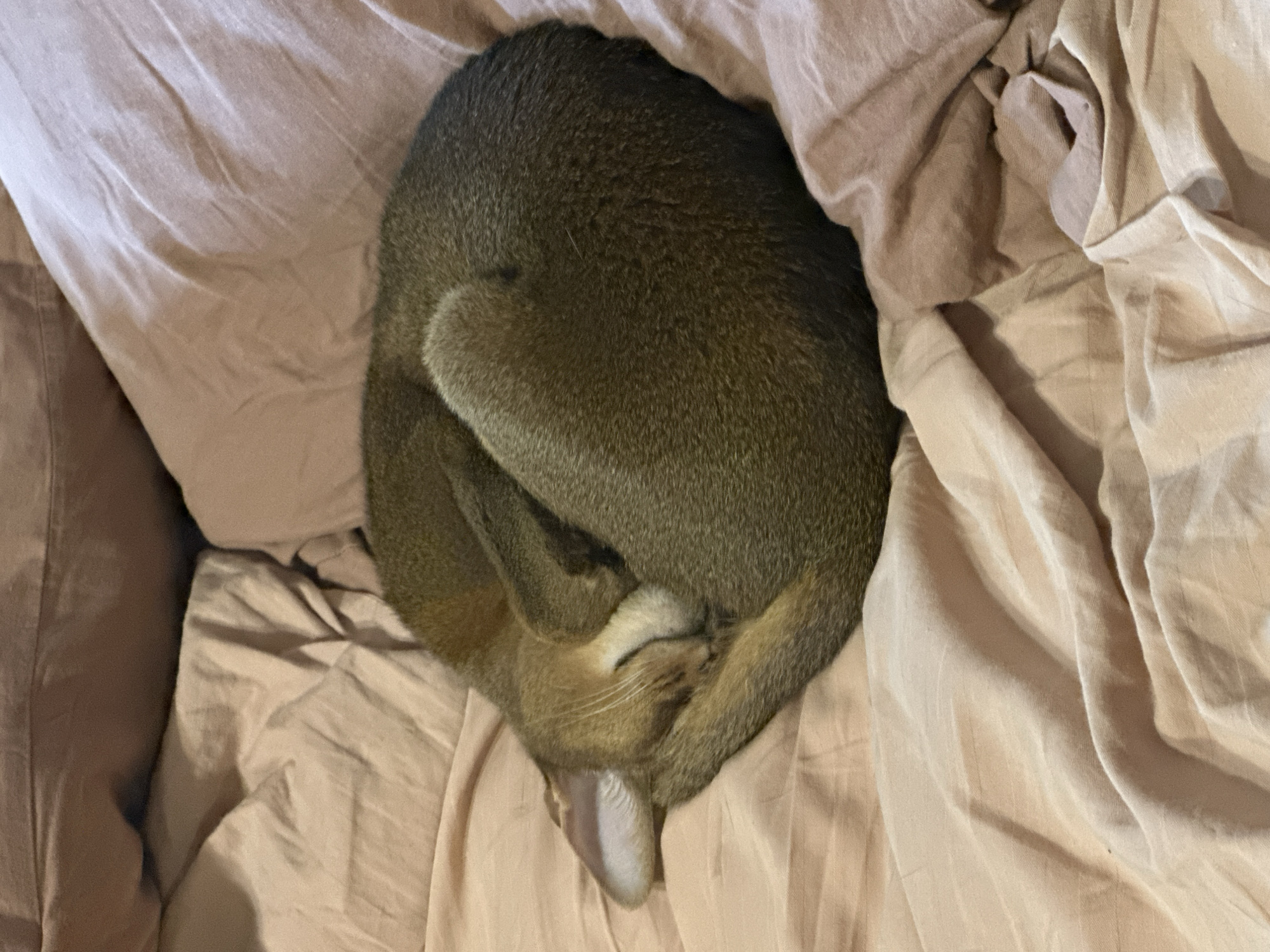 A brown cat is curled up asleep in a bed covered in beige sheets. The cat has its head tucked down and its tail wrapped around its body.