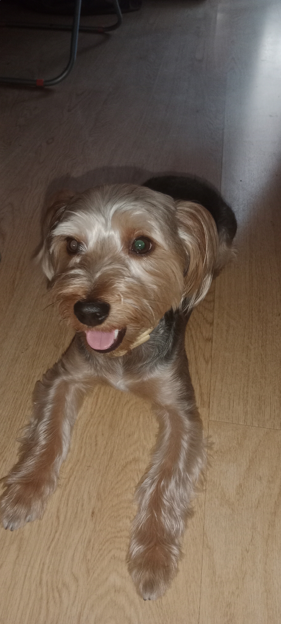A Yorkshire Terrier dog lies on a wooden floor in what appears to be a home environment. The dog is facing the camera with its tongue slightly out and its eyes open. The floor has a light wood grain pattern. In the background, a dark shadow obscures the upper portion of the dog and the surroundings. This scene is located in the city of Galapagar, Spain.