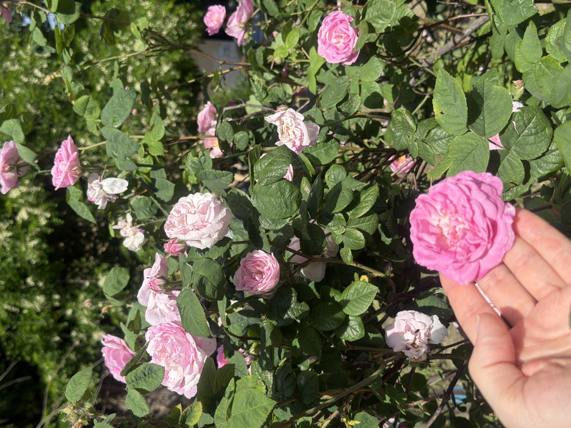 A person's hand holds a bright pink rose against a backdrop of a rose bush with light pink roses and green foliage. The scene appears to be outdoors in natural light. The location, Rostov-on-Don, Russia, does not appear in the image, but is metadata only.