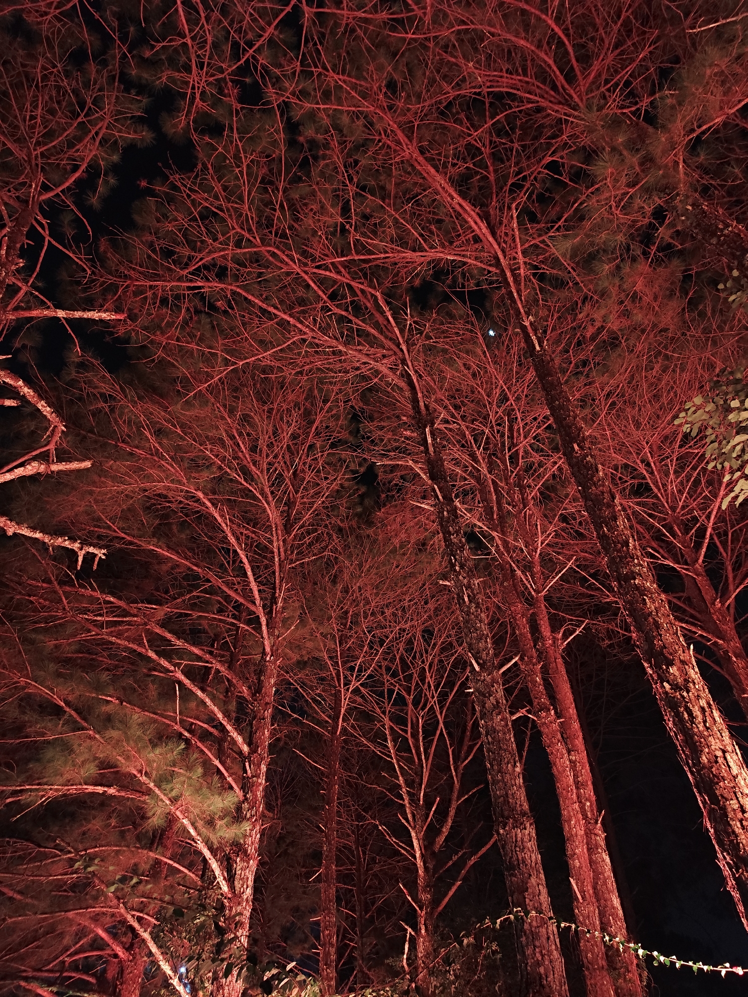 The image depicts a low-angle, upward-looking view into a dense stand of pine trees at night, located in Dalat, Vietnam. Multiple tall tree trunks, displaying textured, reddish-brown bark, rise vertically and diagonally through the frame. The entire scene is dramatically illuminated from below by an artificial red light source, casting a crimson hue across the tree trunks, branches, and the remaining green pine needles. A complex network of bare and sparsely needled branches intertwines across the dark, starless night sky, creating intricate patterns. Small clusters of green pine needles are visible on some branches. A faint, small, crescent-shaped object, possibly a moon or bright star, is discernible in the dark sky towards the upper right. Near the base of some visible trunks, a light-colored garland of ivy or similar vine is horizontally present, also illuminated by the red light. No individuals or specific actions are depicted.