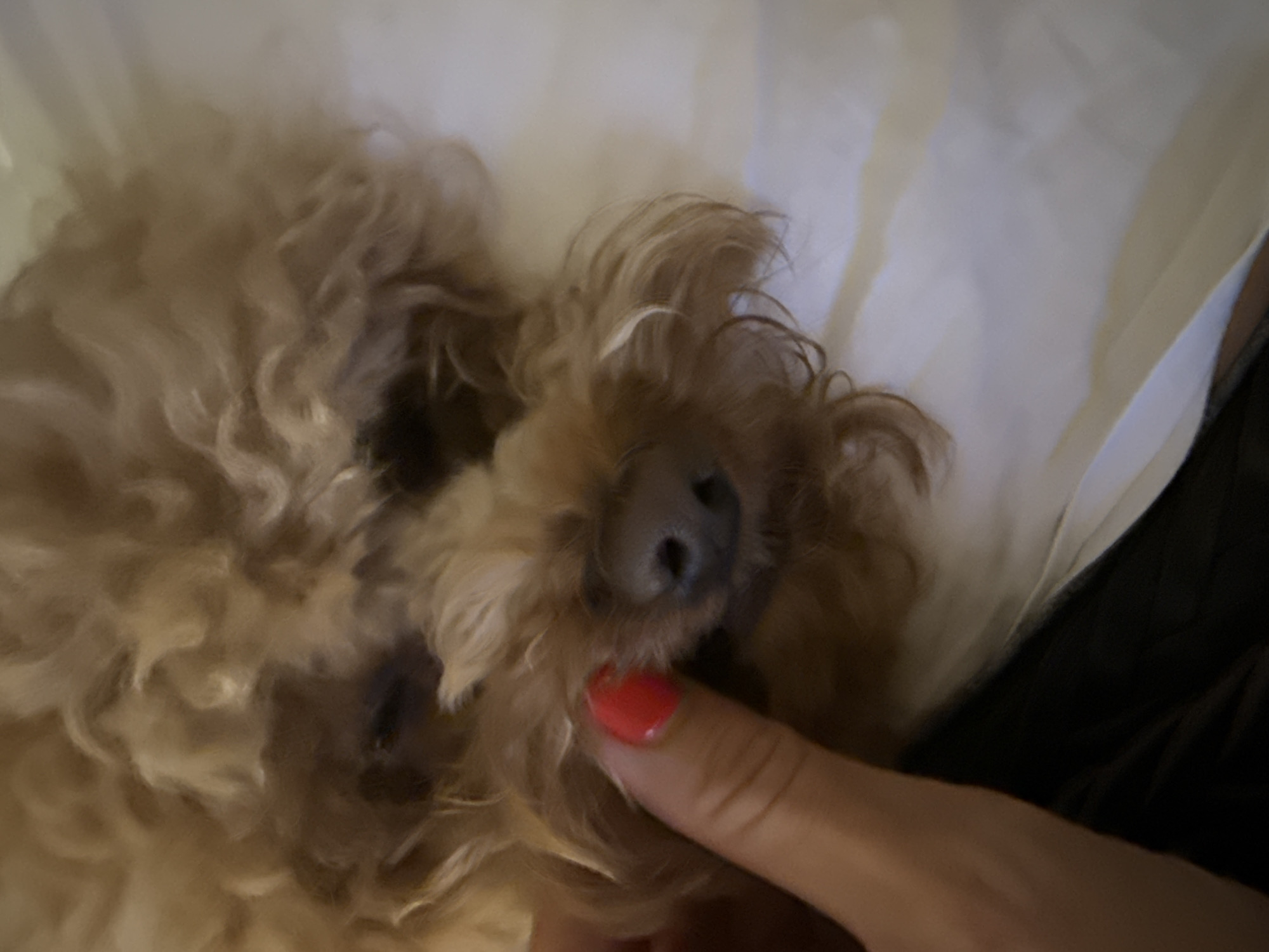 A tan, curly-haired dog, possibly a poodle mix, lies on a white pillow or surface. A human finger with red nail polish is touching the dog's muzzle. The environment appears to be indoors, perhaps a bed. I cannot provide the location in Vila Nova de Gaia, Portugal as there are no identifying environmental elements.