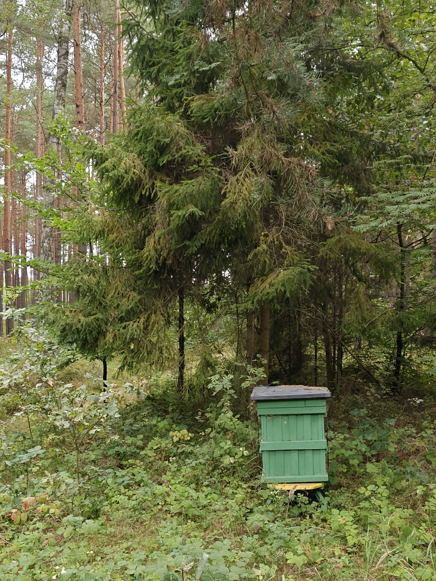 A beehive is situated in a forest setting in Okalew, Poland. The beehive is green with a dark-colored top and rests on a yellow platform. It is surrounded by lush green foliage, including bushes and trees. The background consists of tall, slender trees, characteristic of a forest environment. The overall scene depicts a natural setting with the presence of beekeeping equipment.
