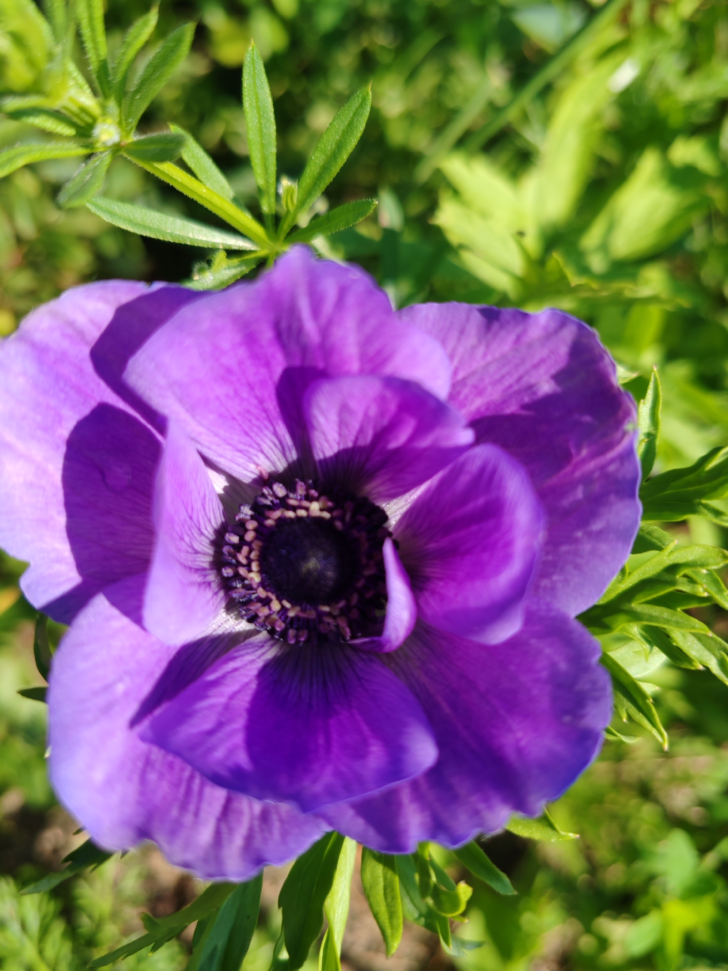 The image is a close-up, overhead shot of a vibrant purple anemone flower. The flower's petals are broad and slightly ruffled, with delicate dark lines radiating from the center. The center of the flower is dark and consists of many small, seed-like structures. The background is a blur of green foliage, suggesting an outdoor setting. The lighting indicates a sunny day, with shadows cast on the flower's petals. The location of this image in the city of Чухлэм, Russia, is not discernable from the visual information provided. There are no people, actions, or interactions depicted in the image.