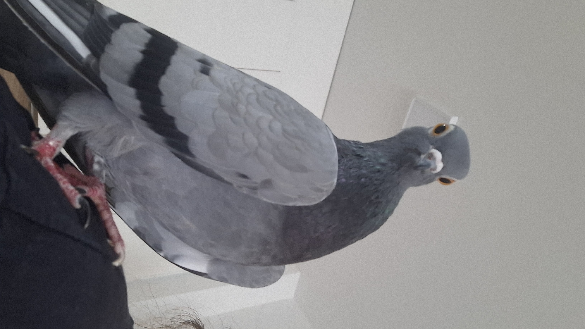 A pigeon with gray and black plumage is perched on a person's shoulder, possibly indoors, based on the white wall in the background. The pigeon's red feet are visible, and it is looking directly at the camera. No information indicates a relationship with Boreti, Montenegro.