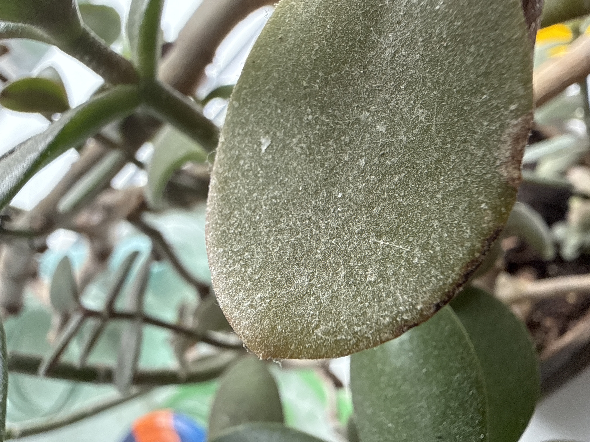 A close-up, macro-like shot focuses on a single, oval-shaped plant leaf, appearing velvety and light green. The entire surface of the leaf is covered in a dense layer of fine, white, fuzzy particles or trichomes, with some larger white specks scattered across it. The edge of the leaf shows a slight brownish discoloration. In the blurred background, other stems and leaves of a similar plant are visible, along with hints of brighter, out-of-focus areas that suggest natural light or a bright indoor setting. The composition emphasizes the texture and surface details of the plant. There is no discernible activity or visible text. The image is taken in Vinnytsia, Ukraine.